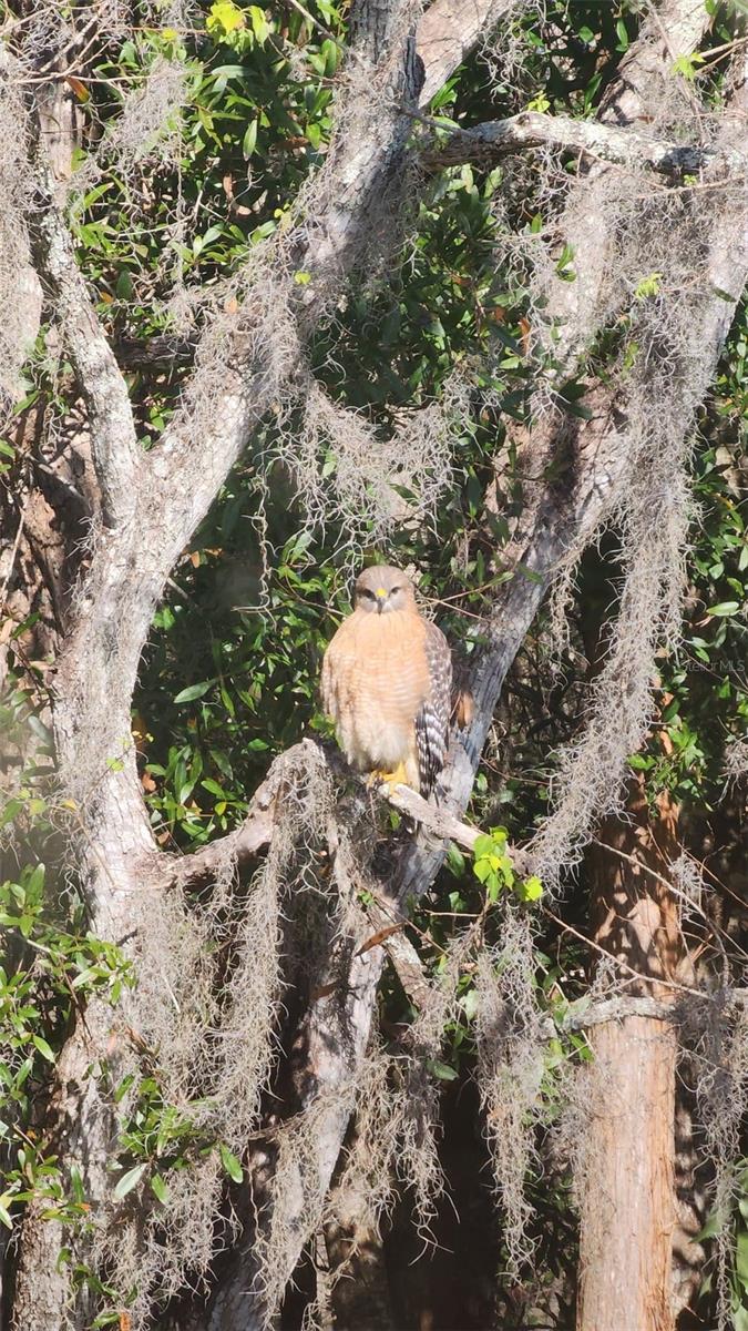 26341 DAYFLOWER BLVD, WESLEY CHAPEL, FL, 33544