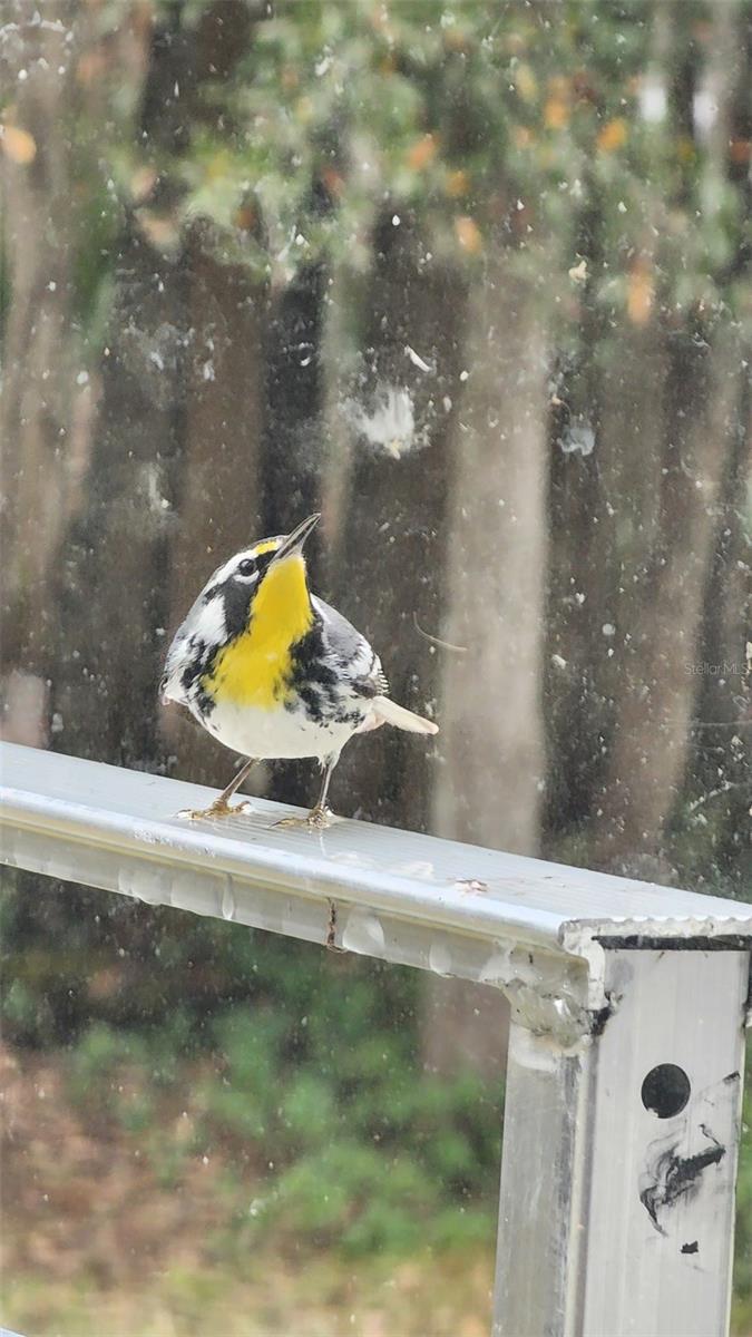 26341 DAYFLOWER BLVD, WESLEY CHAPEL, FL, 33544