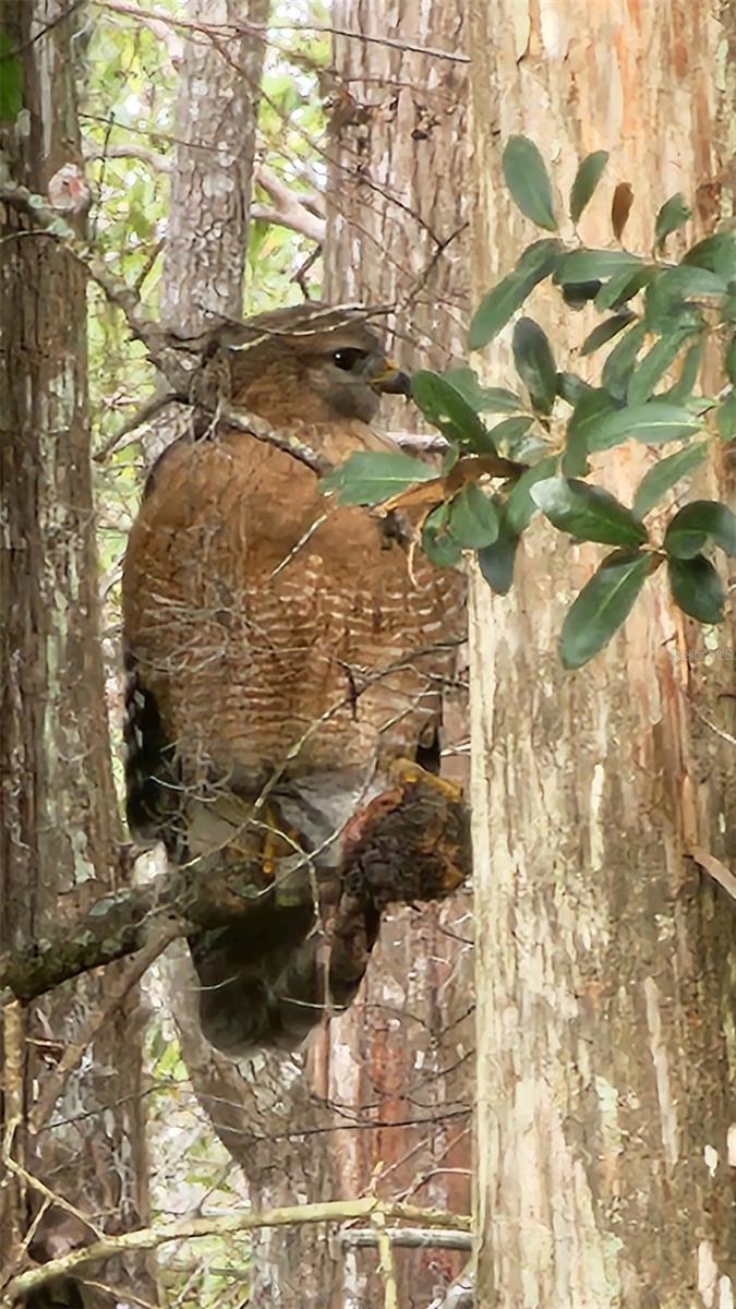 26341 DAYFLOWER BLVD, WESLEY CHAPEL, FL, 33544