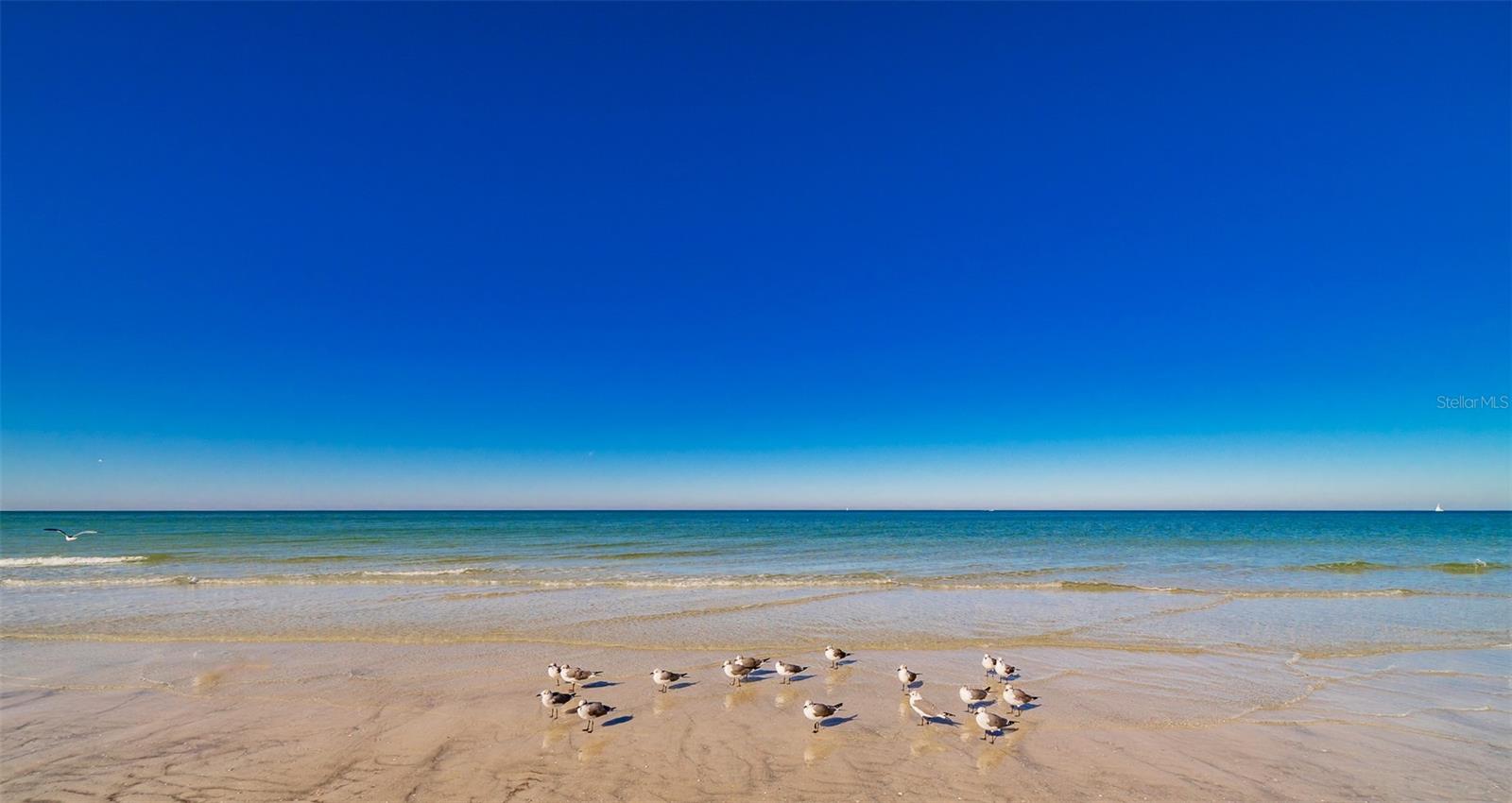 1460 GULF BLVD #811, CLEARWATER BEACH, FL, 33767