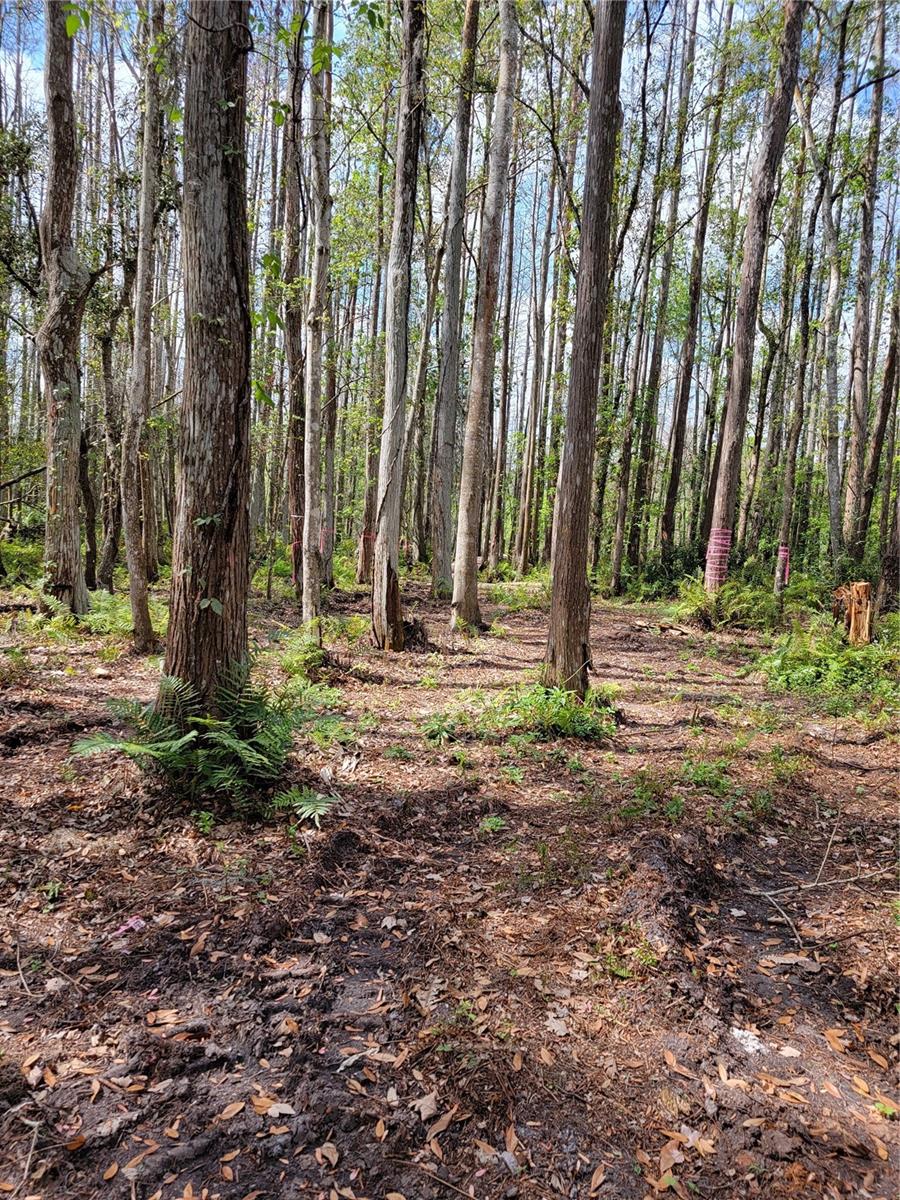 21732 BELL LAKE RD, LAND O LAKES, FL, 34639