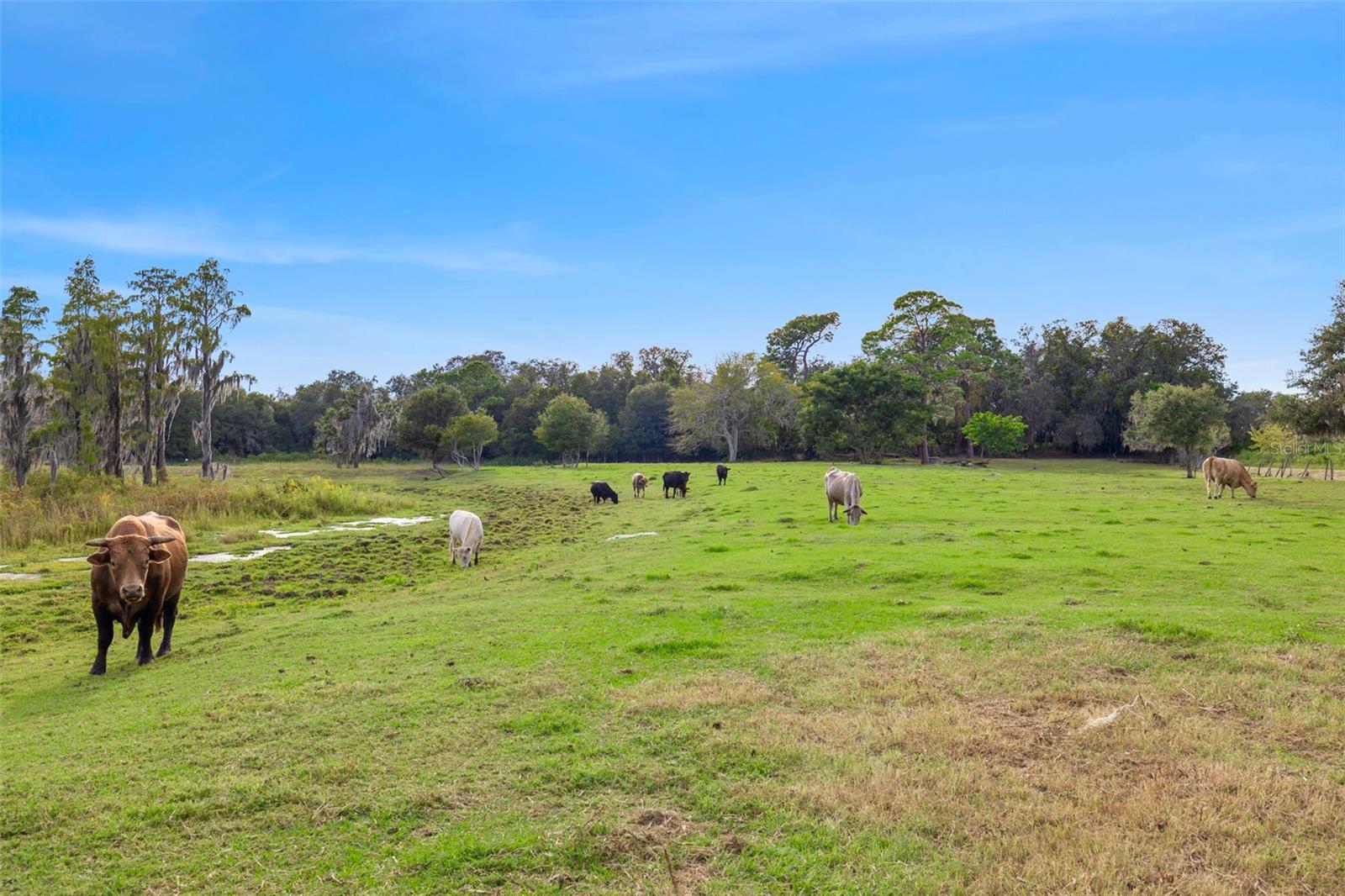 19050 TYLER RD, ODESSA, FL, 33556