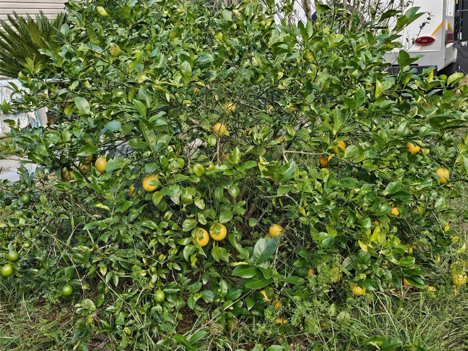 14040 NE 151 TER, FORT MC COY, FL, 32134