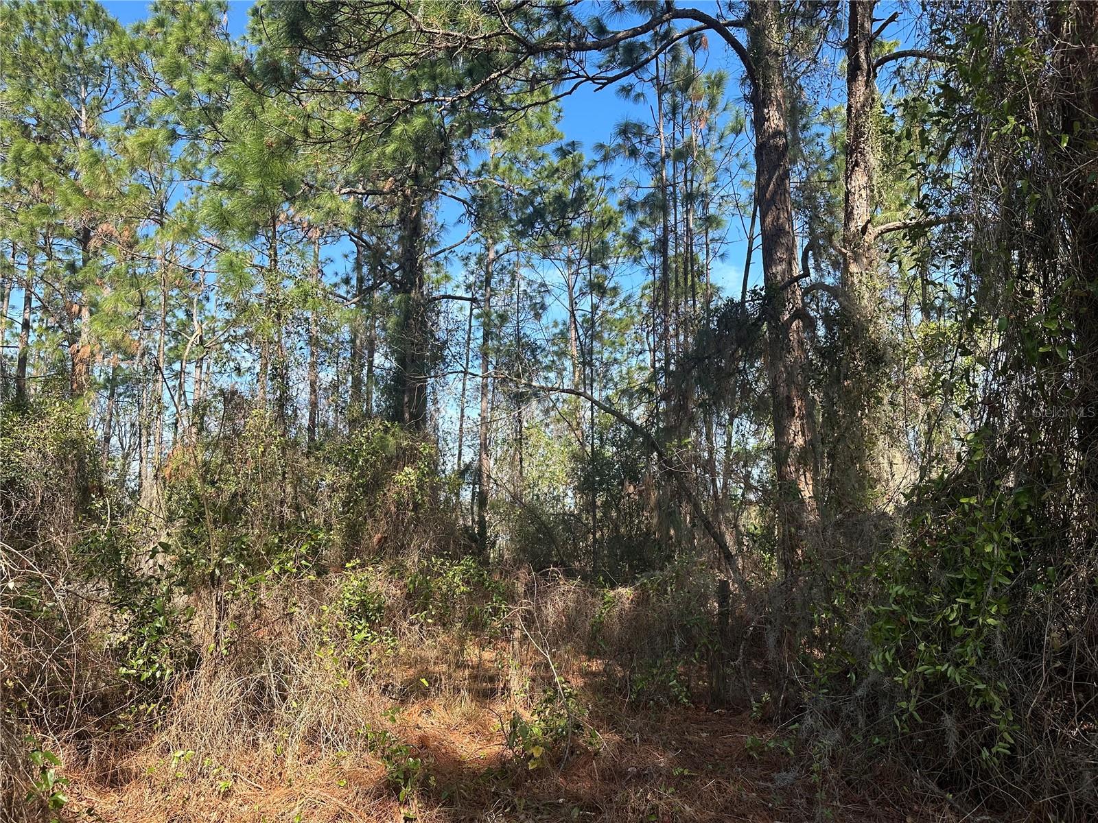 8164 LAKE NELLIE RD, CLERMONT, FL, 34714