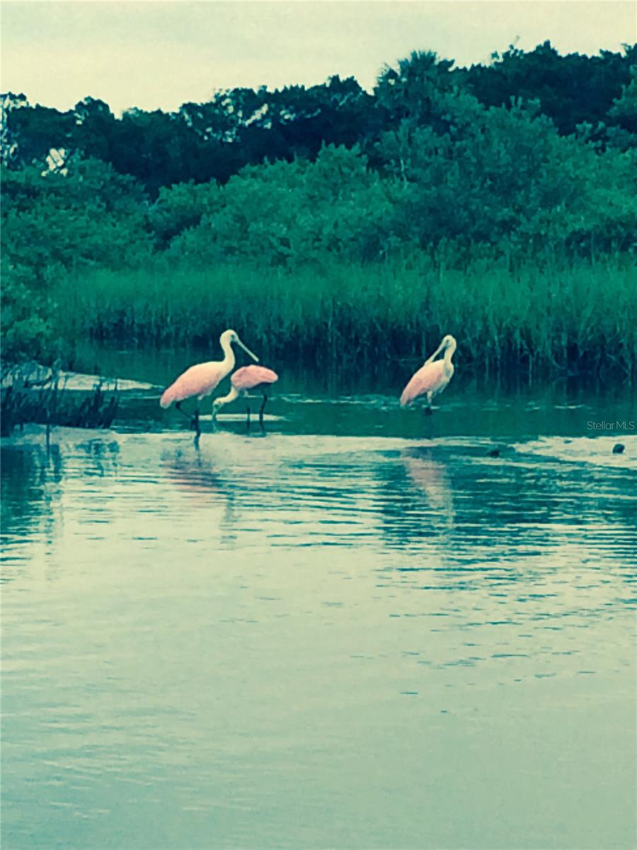 41 OCEAN ST, PALM COAST, FL, 32137