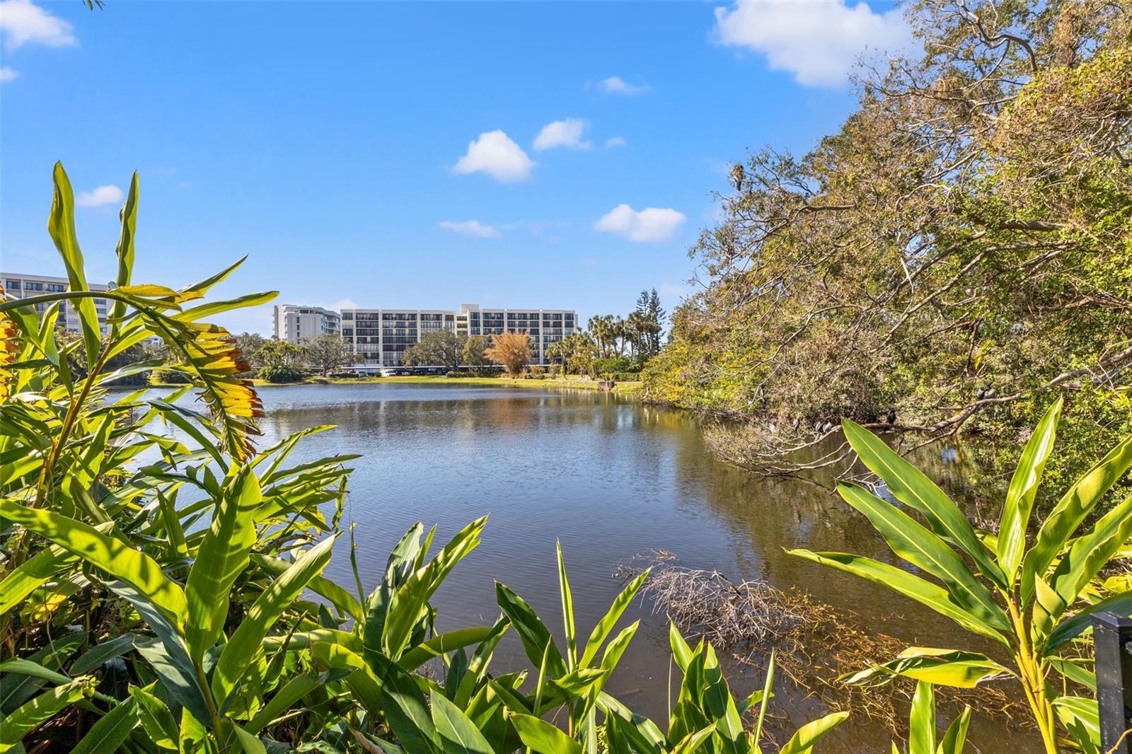 1 GALLINULE PL, BELLEAIR, FL, 33756