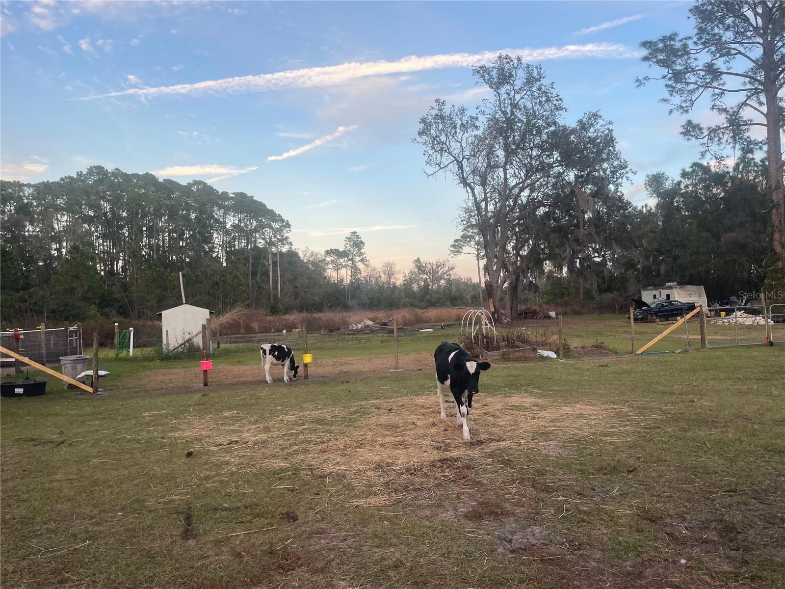 8809 TREASURE ISLAND RD, LEESBURG, FL, 34788