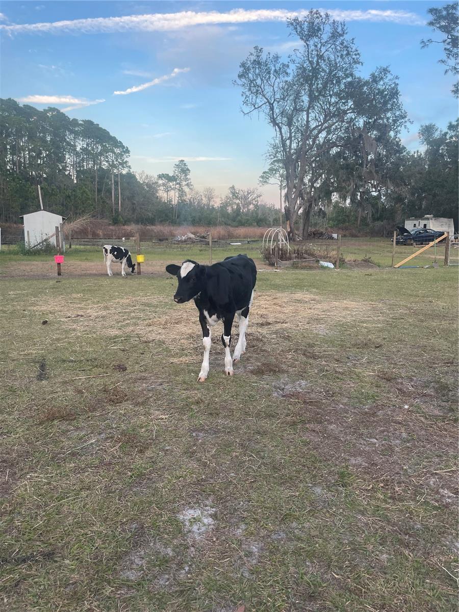 8809 TREASURE ISLAND RD, LEESBURG, FL, 34788