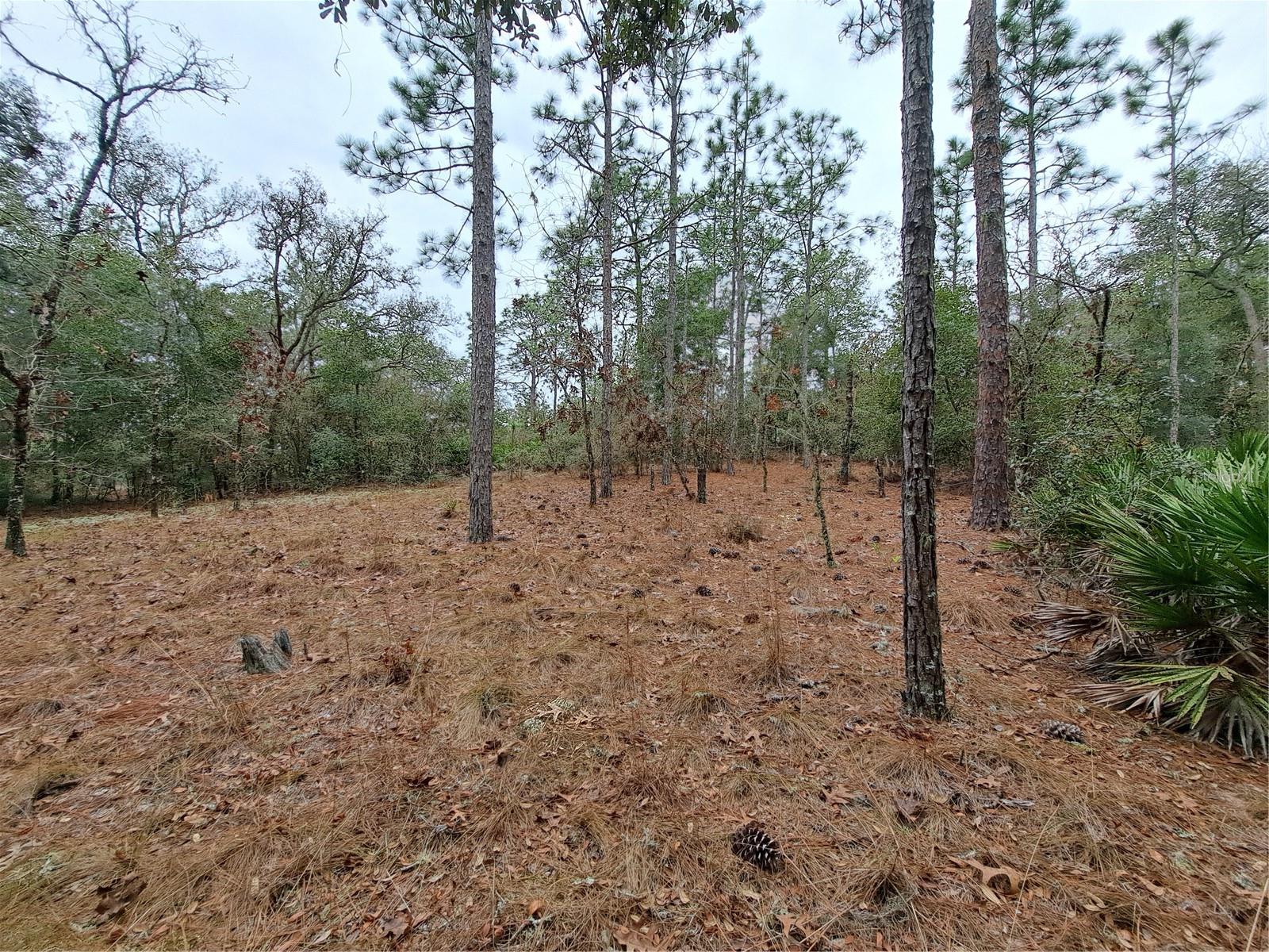 33124 EASTER DR, WEBSTER, FL, 33597