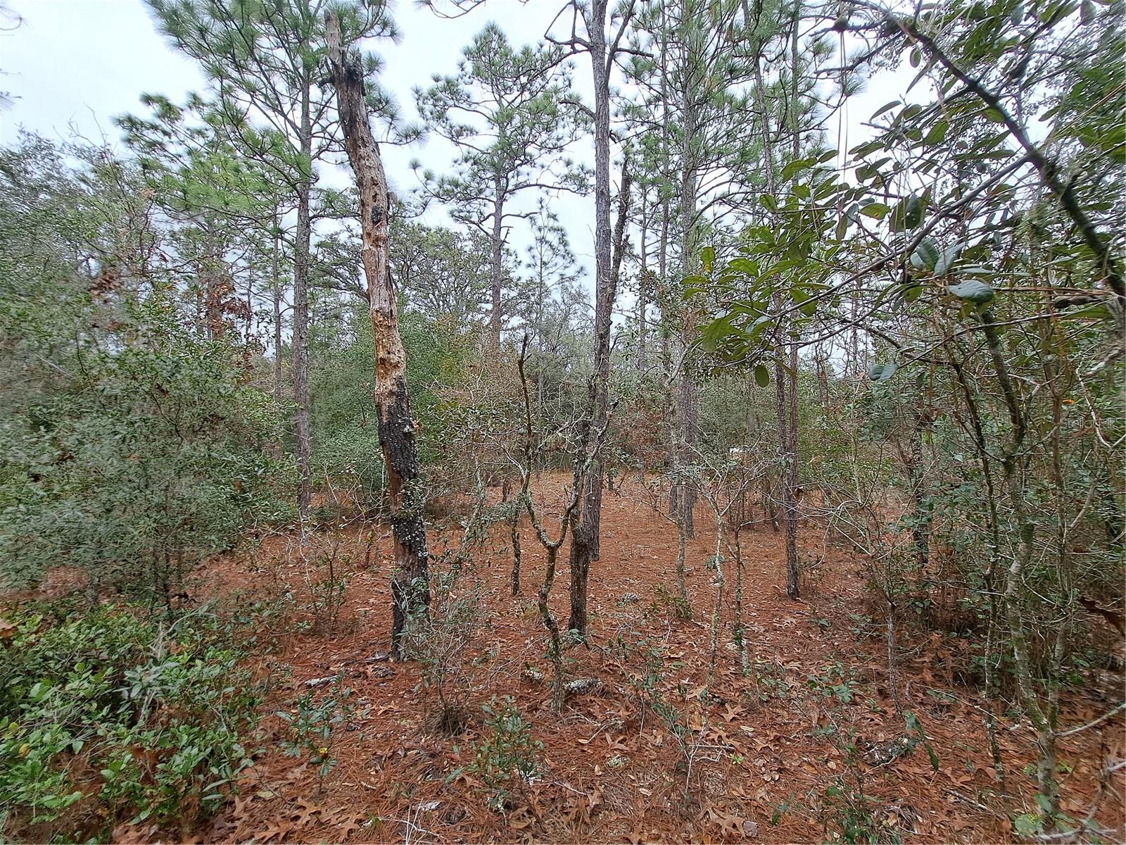 33124 EASTER DR, WEBSTER, FL, 33597