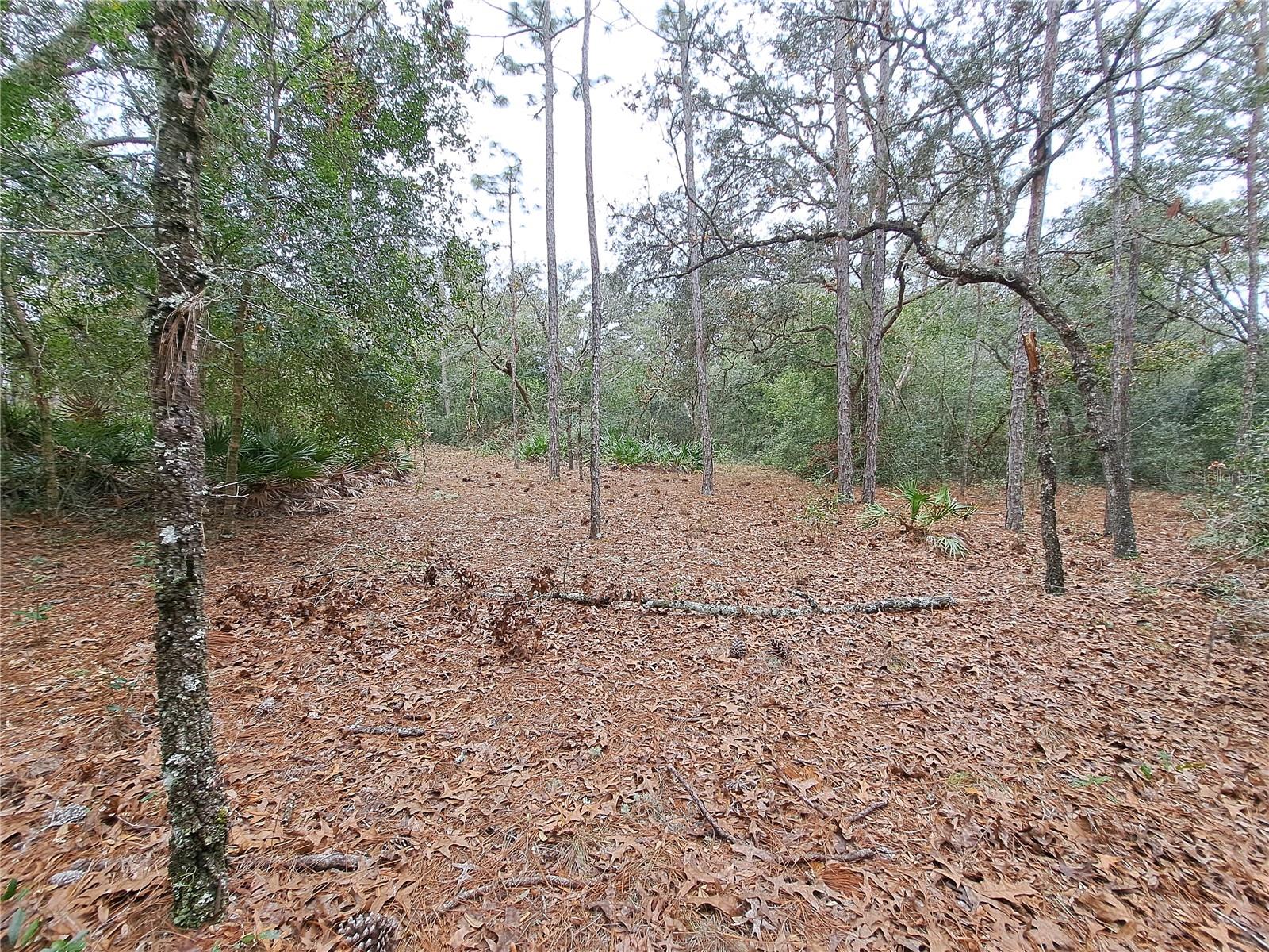 33124 EASTER DR, WEBSTER, FL, 33597