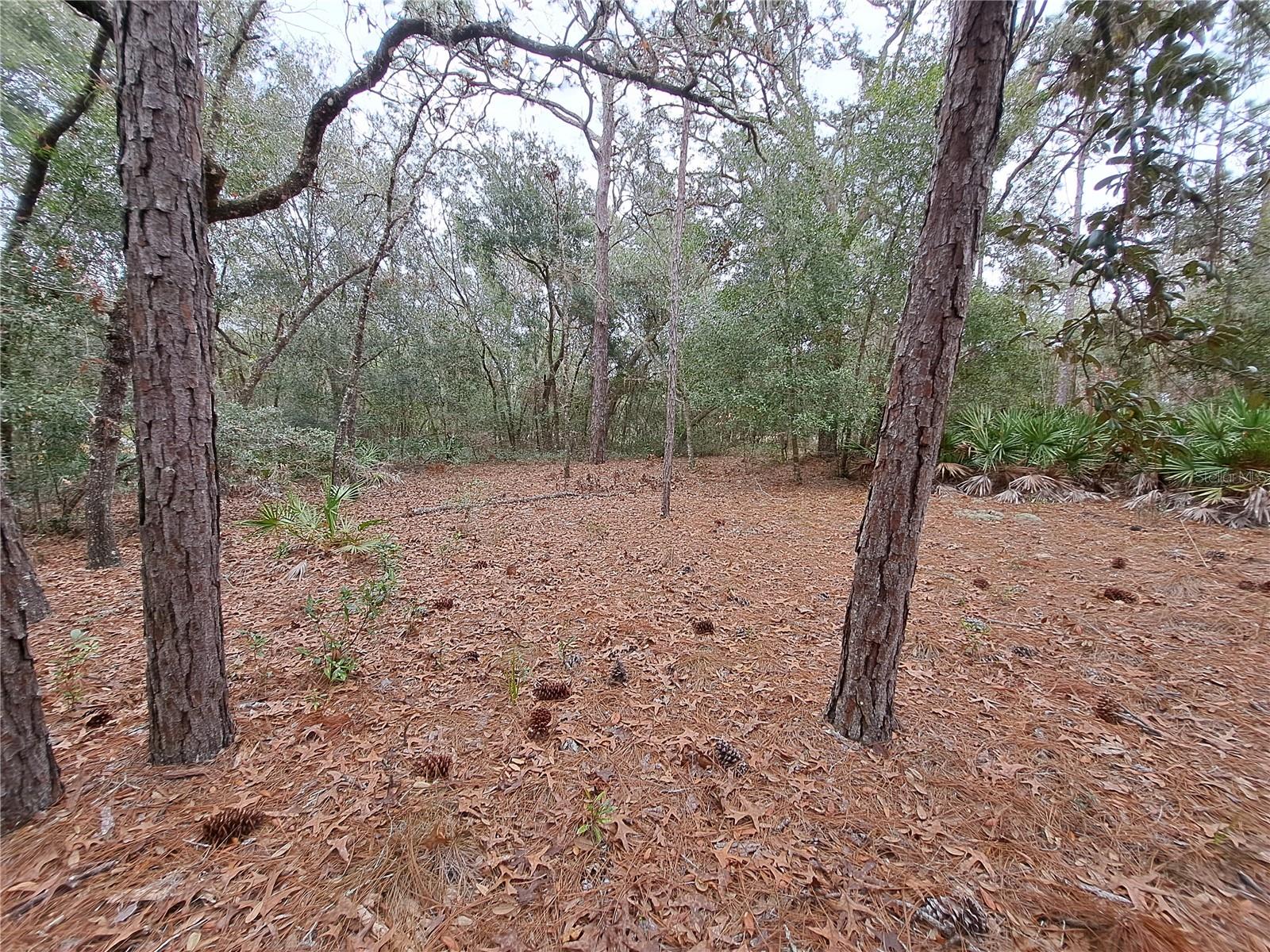 33124 EASTER DR, WEBSTER, FL, 33597