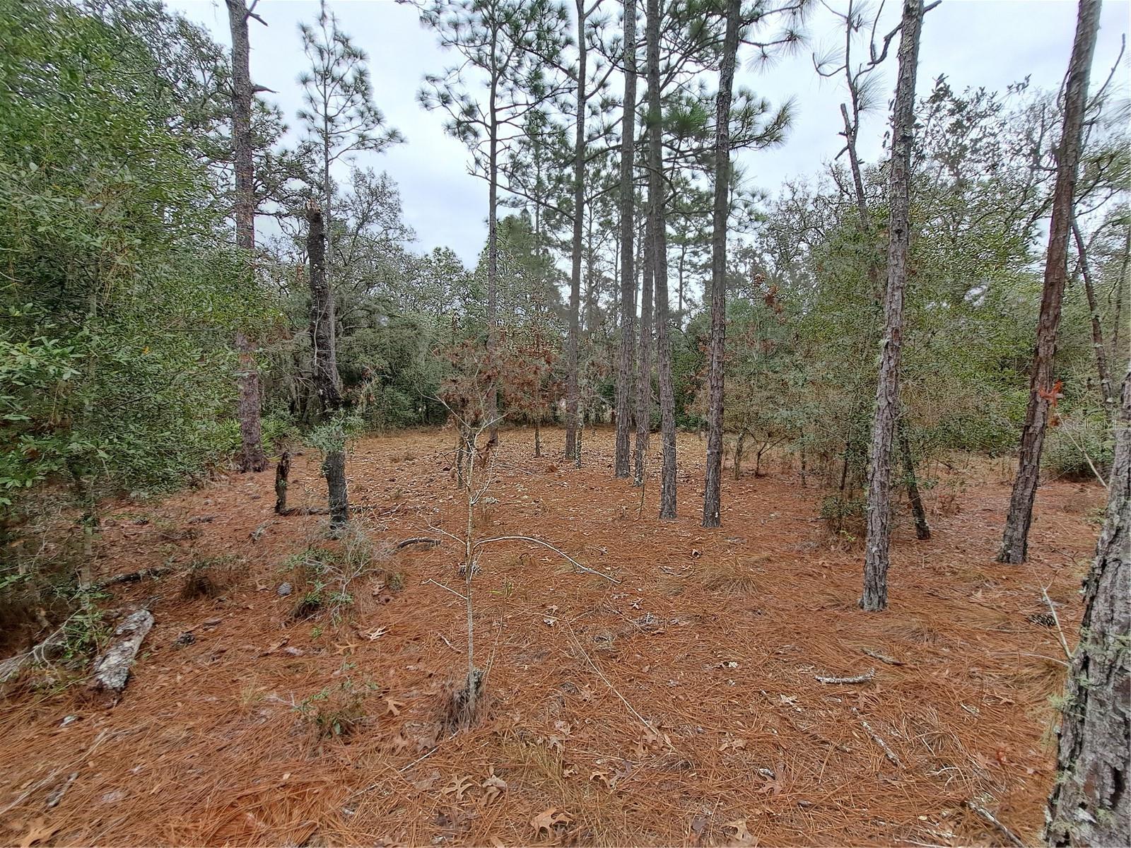 33124 EASTER DR, WEBSTER, FL, 33597
