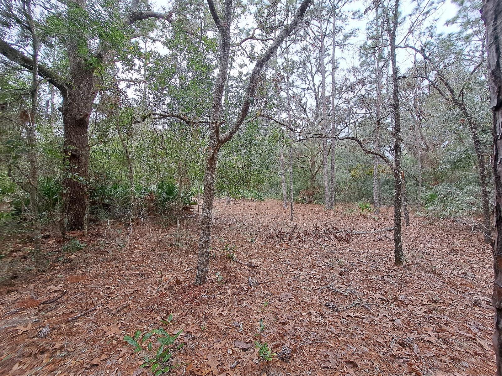 33124 EASTER DR, WEBSTER, FL, 33597