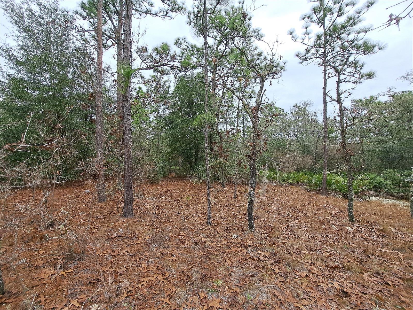 33124 EASTER DR, WEBSTER, FL, 33597