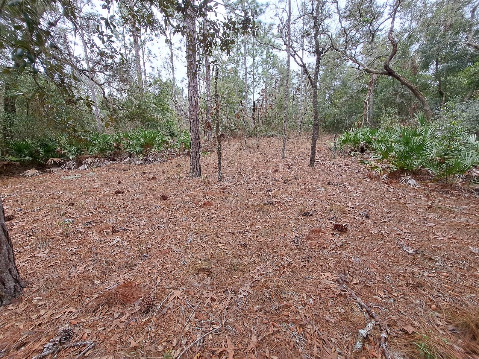 33124 EASTER DR, WEBSTER, FL, 33597