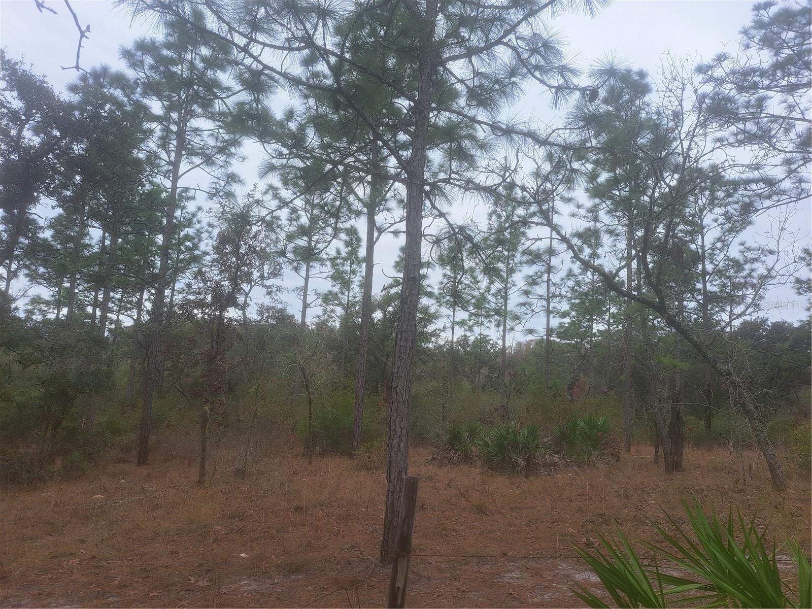 33124 EASTER DR, WEBSTER, FL, 33597