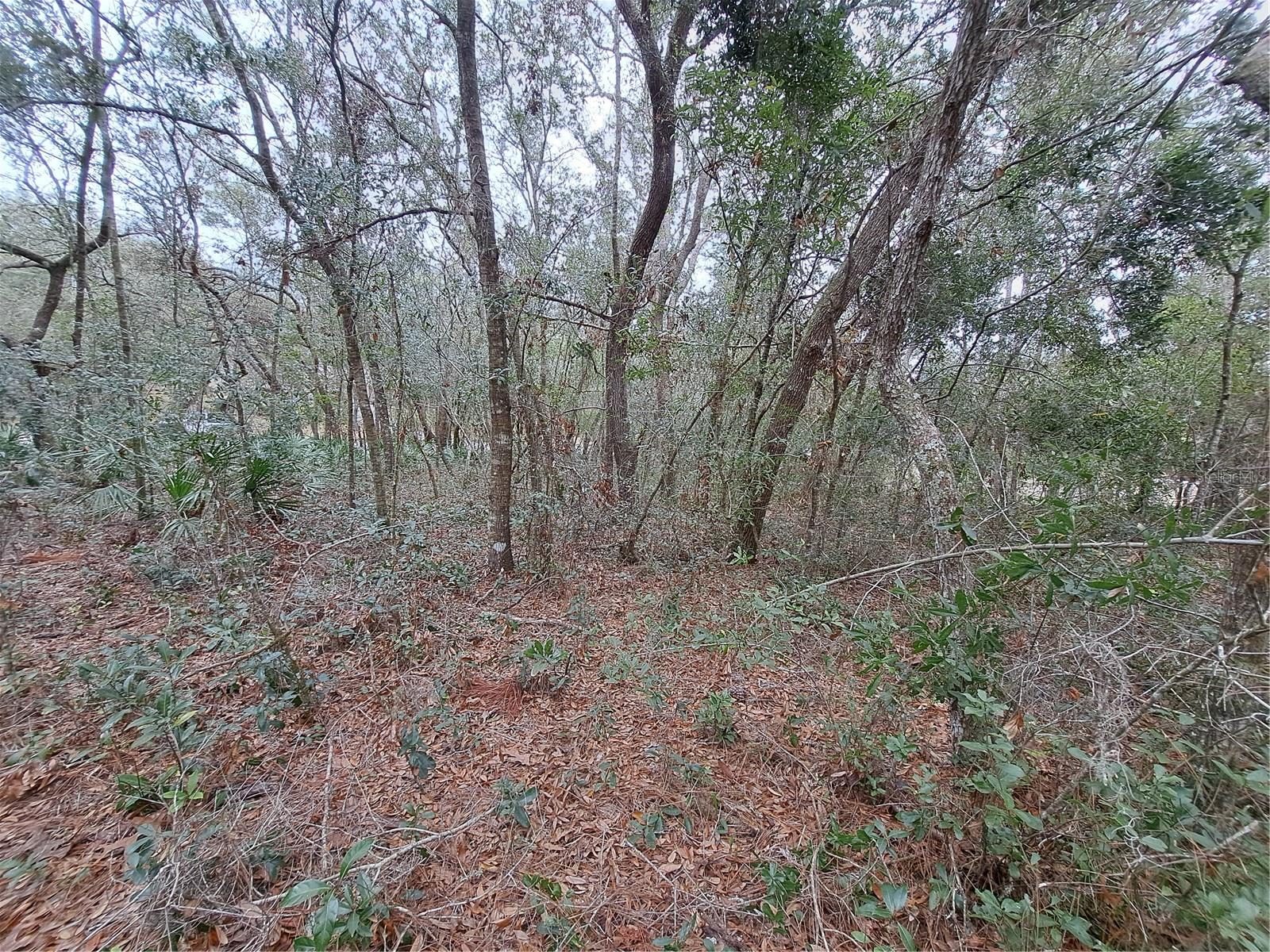 33124 EASTER DR, WEBSTER, FL, 33597