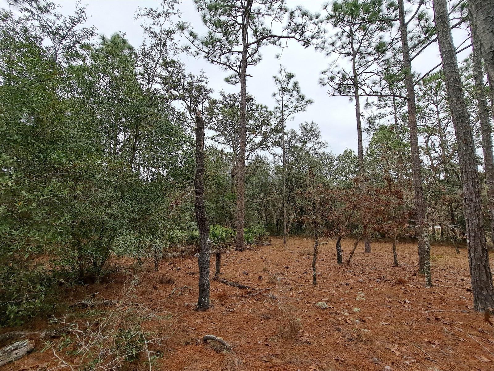 33124 EASTER DR, WEBSTER, FL, 33597