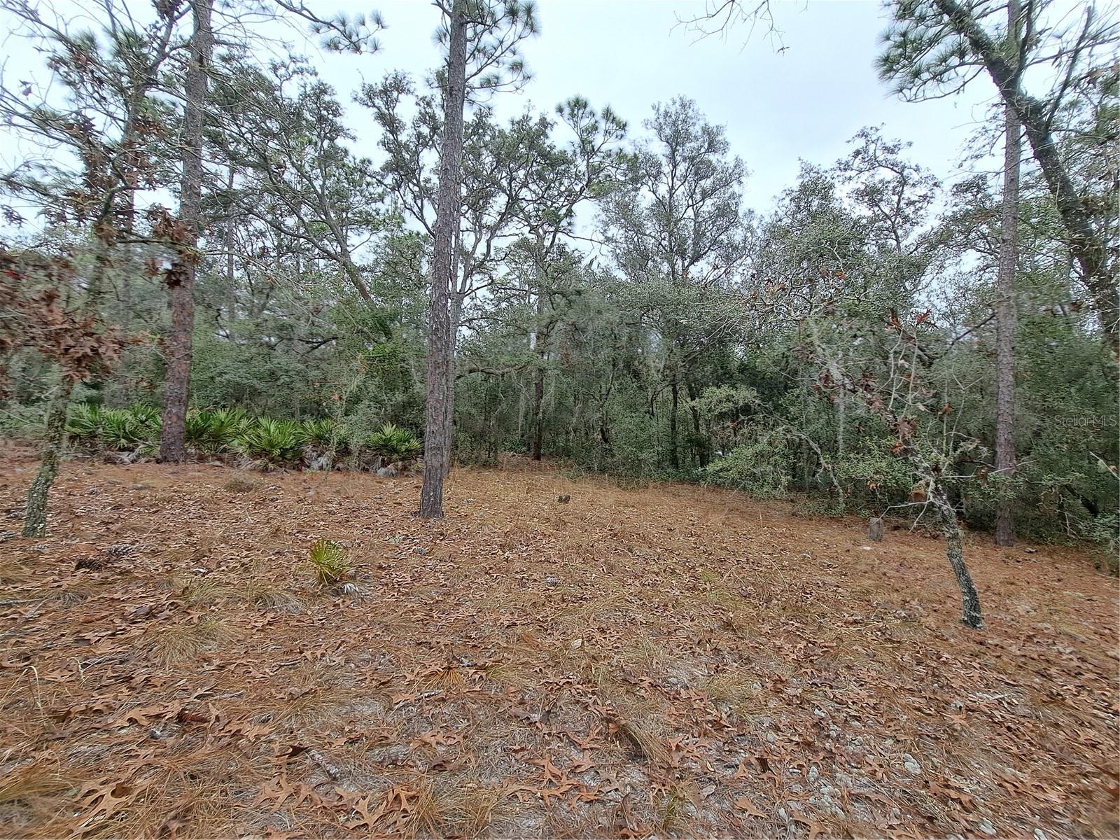 33124 EASTER DR, WEBSTER, FL, 33597