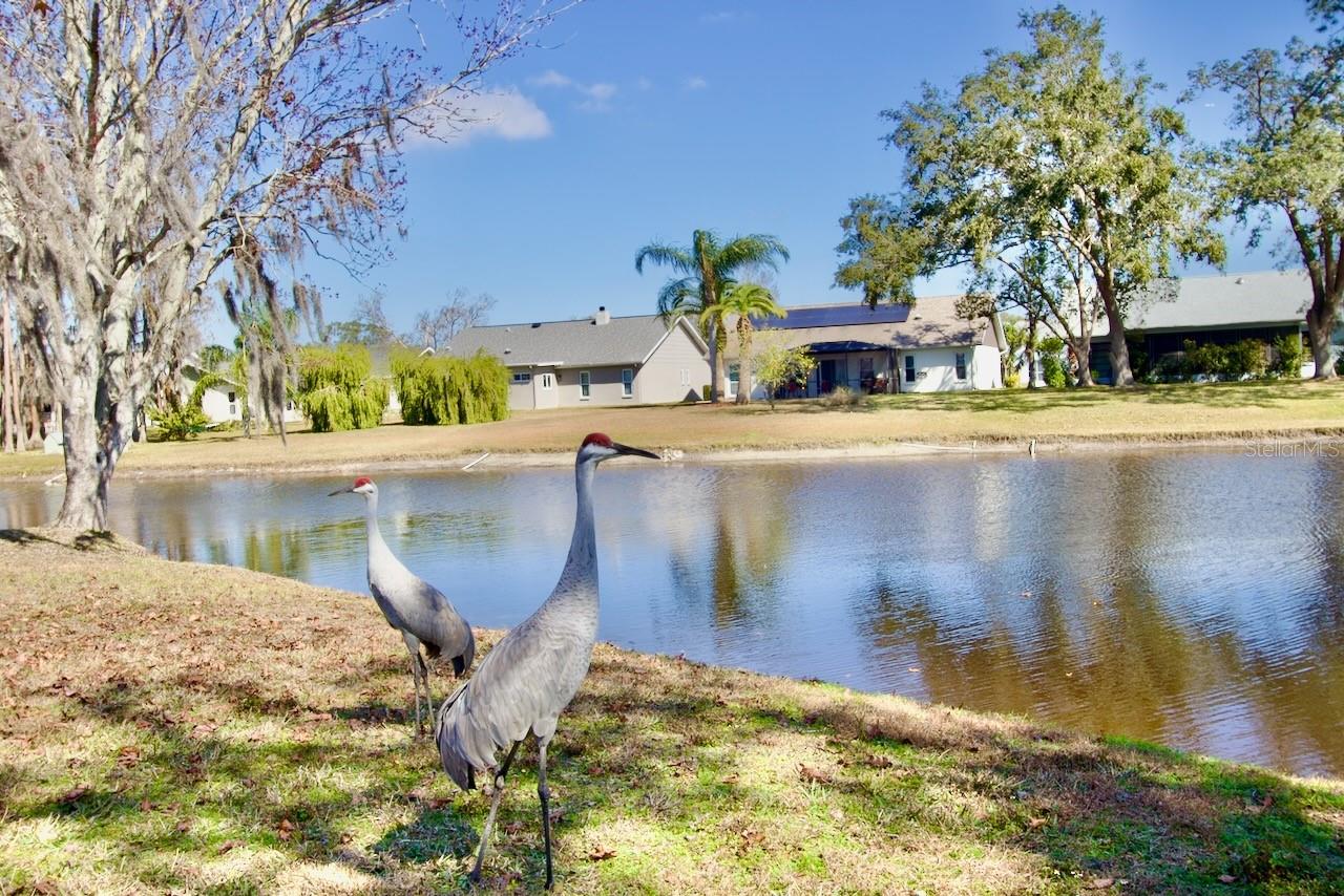 9240 TIARA CT, NEW PORT RICHEY, FL, 34655