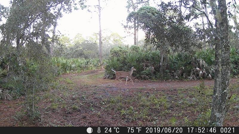 5408 S BENTON TER, HOMOSASSA, FL, 34448