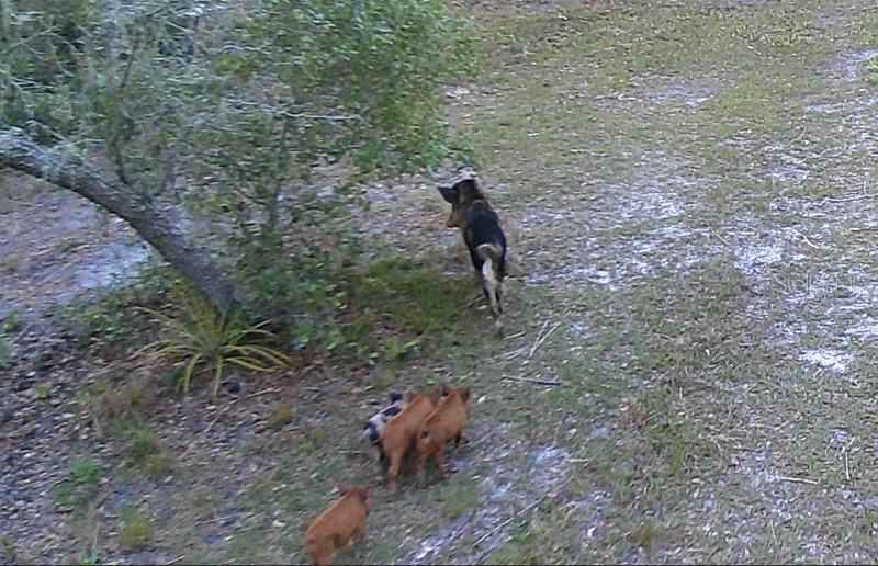 5408 S BENTON TER, HOMOSASSA, FL, 34448