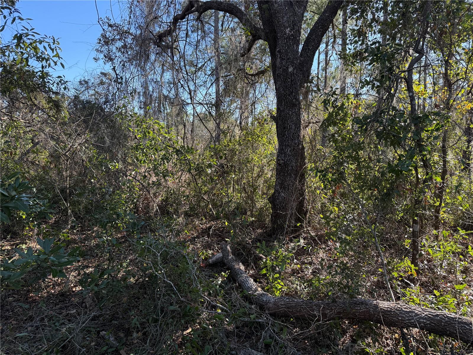 TBD TWORUT ROAD, DADE CITY, FL, 33523