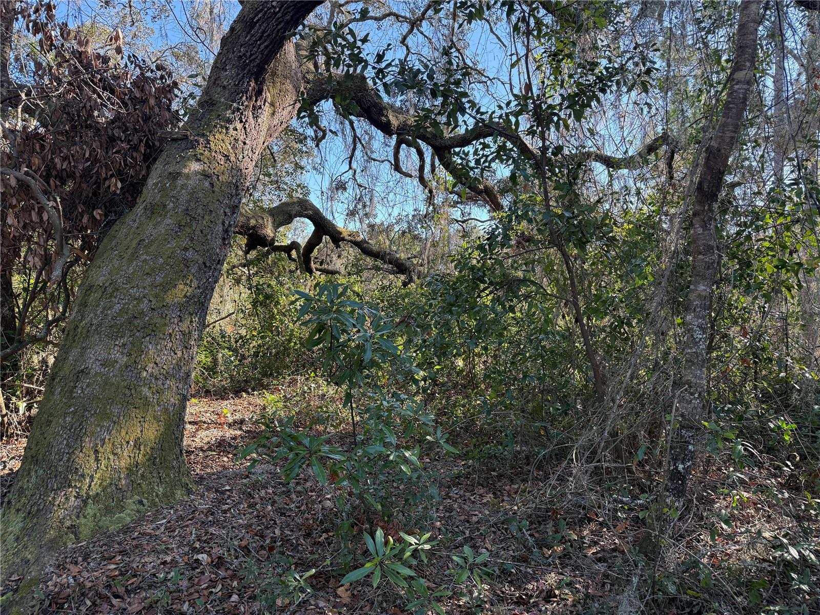TBD TWORUT ROAD, DADE CITY, FL, 33523