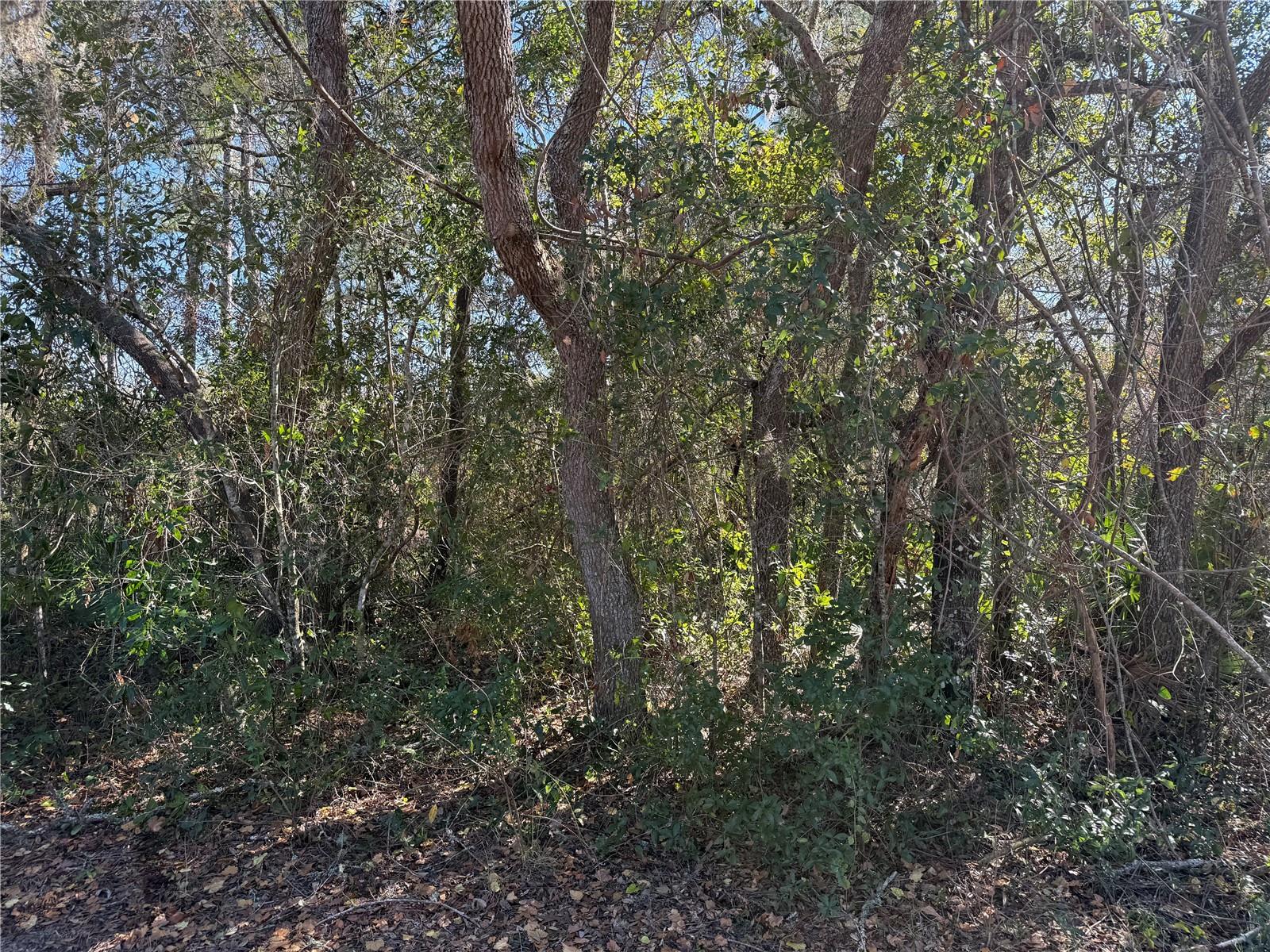 TBD TWORUT ROAD, DADE CITY, FL, 33523