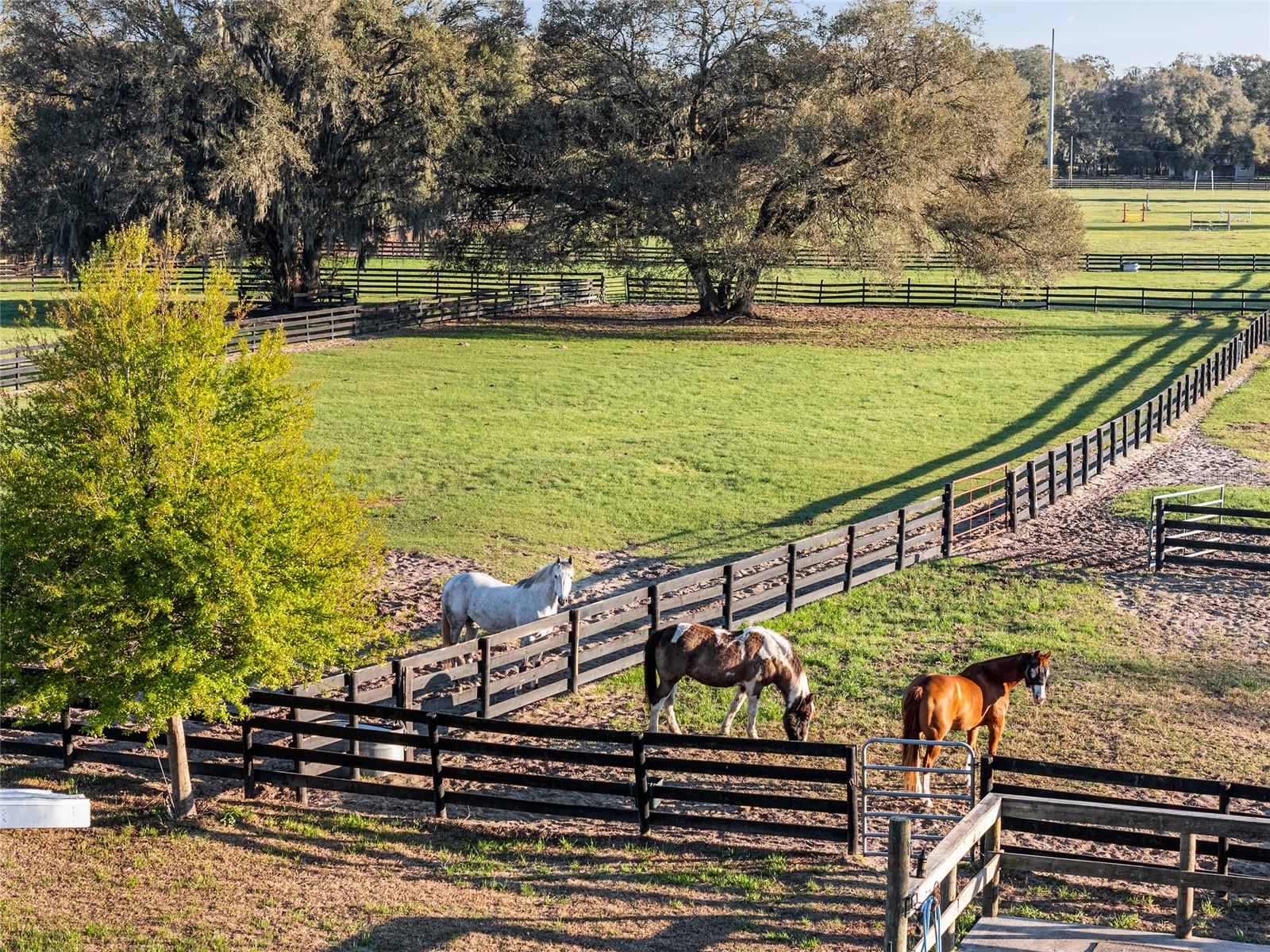 815 SE 145TH ST, SUMMERFIELD, FL, 34491