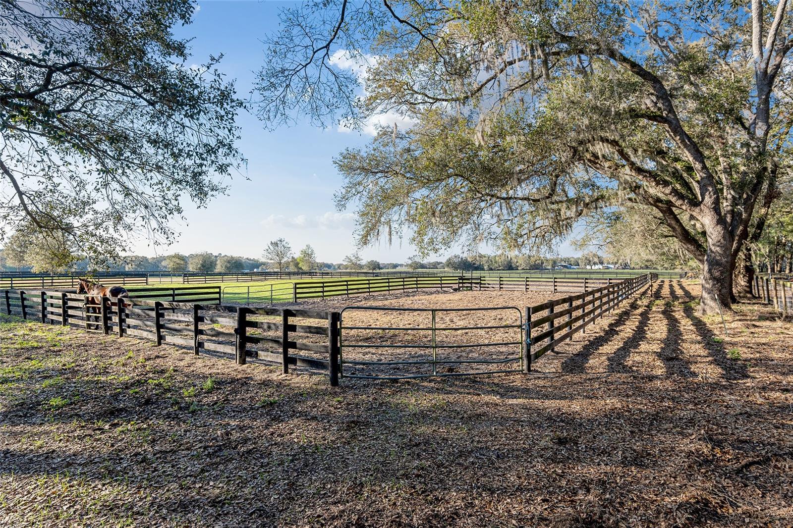 815 SE 145TH ST, SUMMERFIELD, FL, 34491