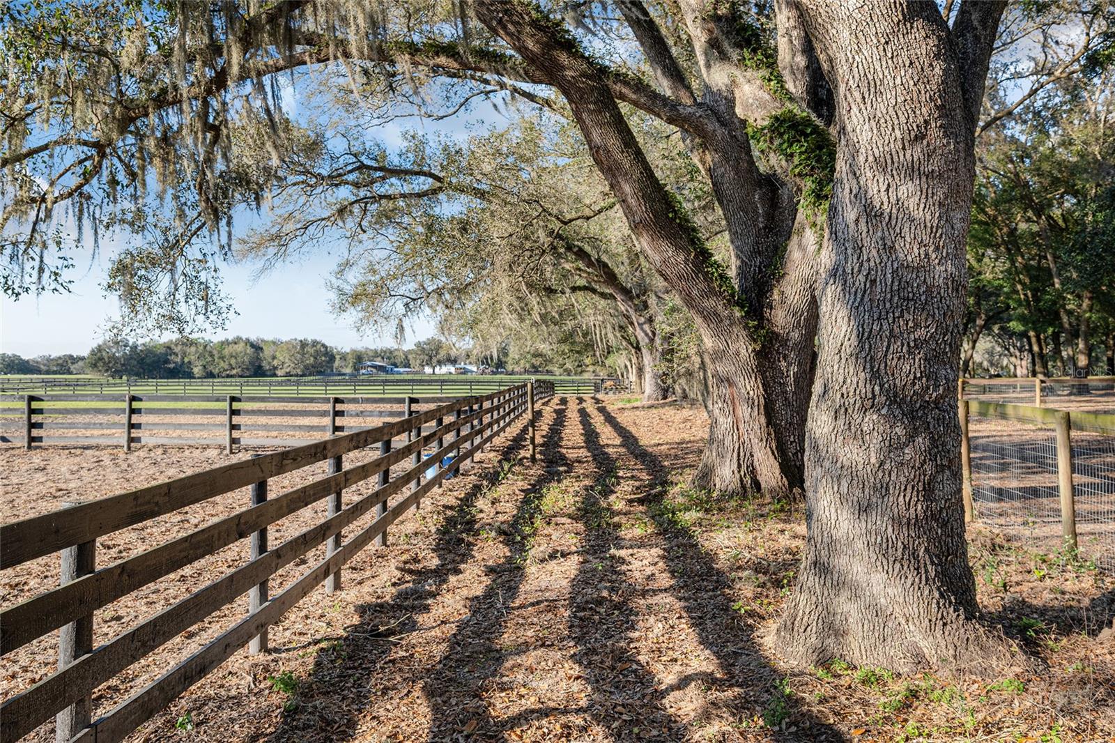 815 SE 145TH ST, SUMMERFIELD, FL, 34491