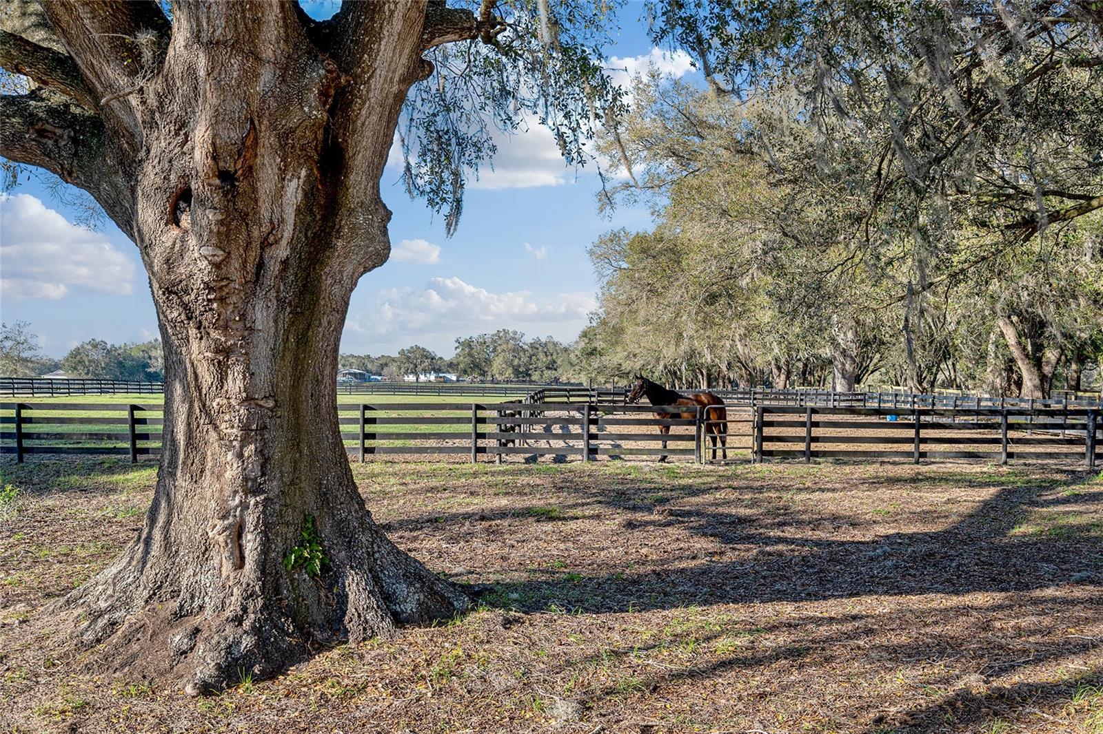 815 SE 145TH ST, SUMMERFIELD, FL, 34491