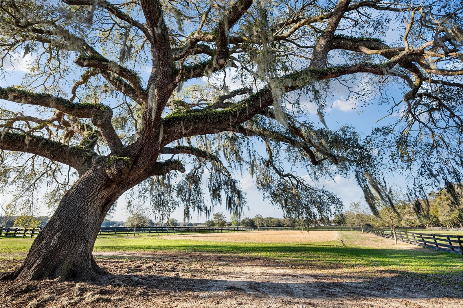 815 SE 145TH ST, SUMMERFIELD, FL, 34491