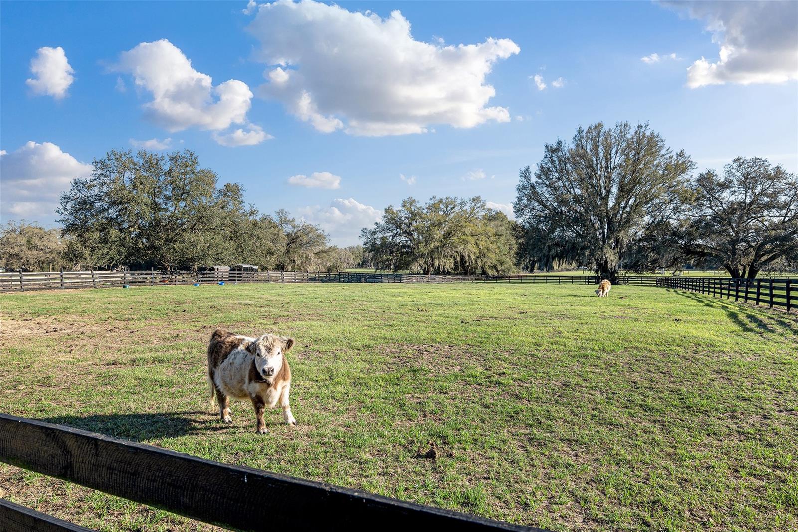 815 SE 145TH ST, SUMMERFIELD, FL, 34491