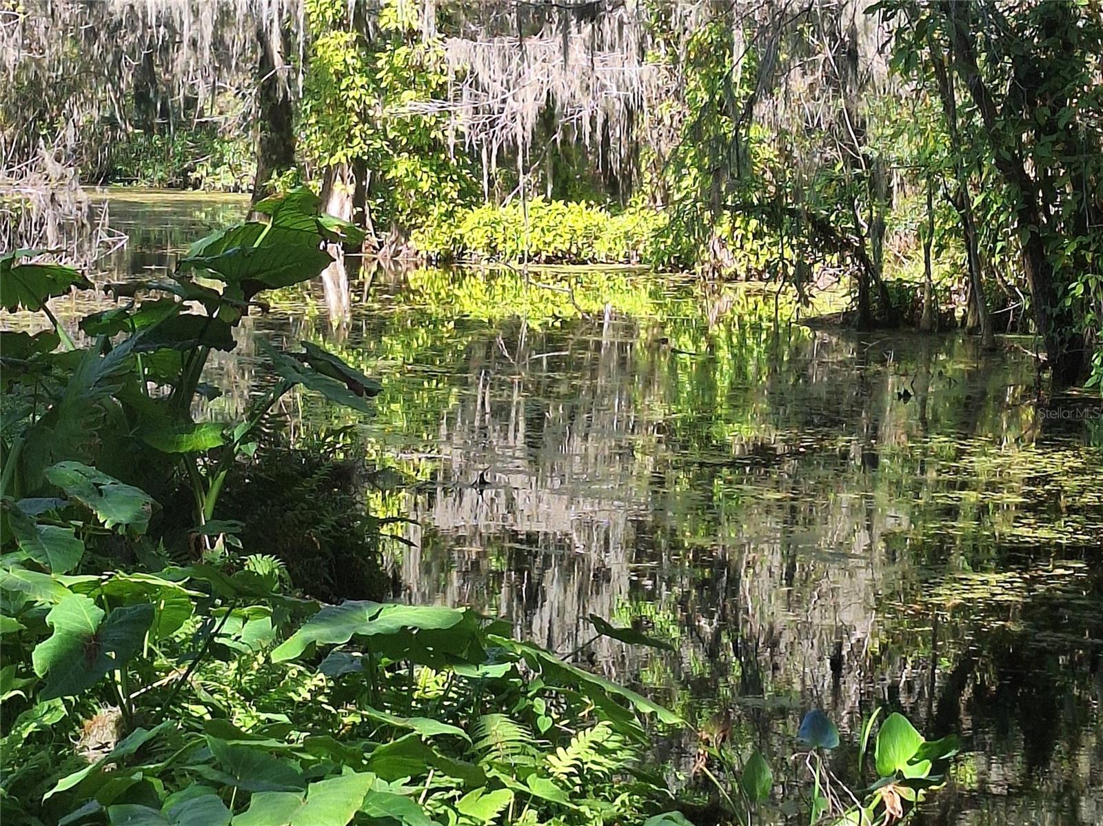 11243 DEAD RIVER RD, TAVARES, FL, 32778