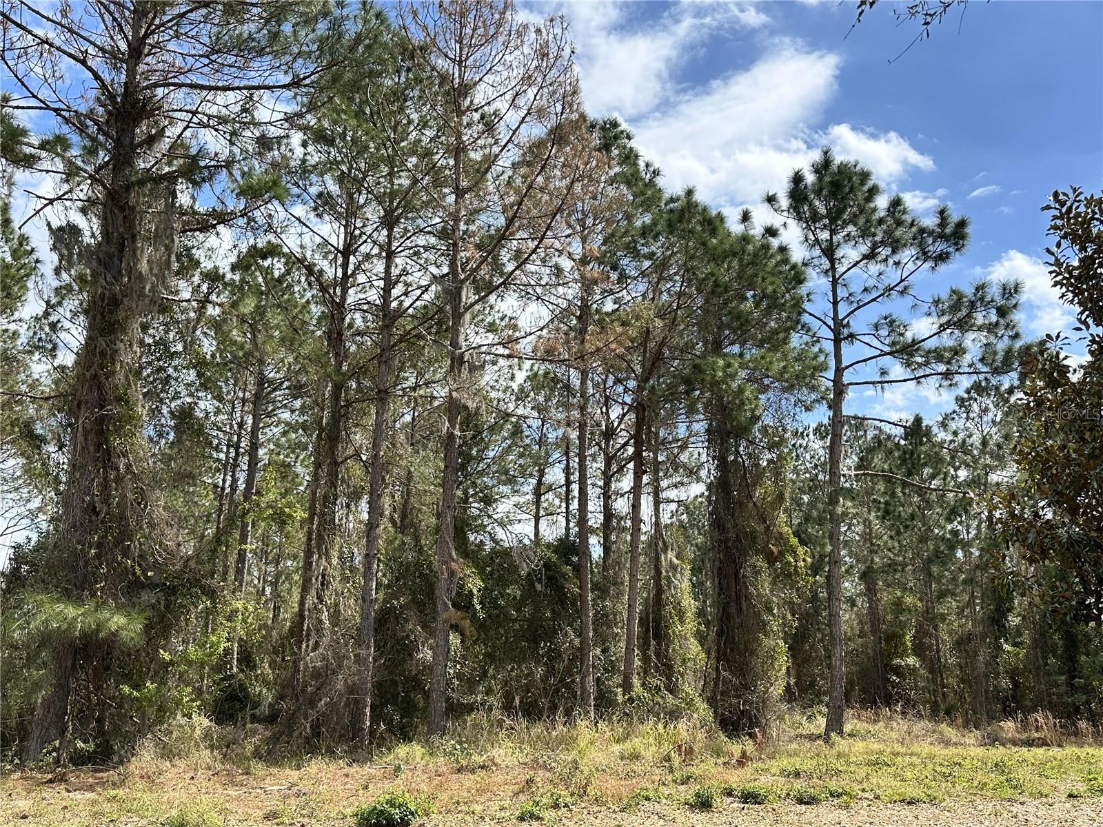 17027 CRETE WAY, BELLA COLLINA, FL, 34756