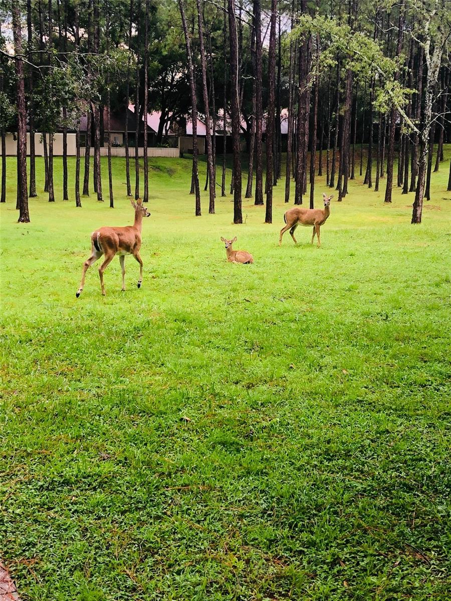 216 SPRINGSIDE RD, LONGWOOD, FL, 32779