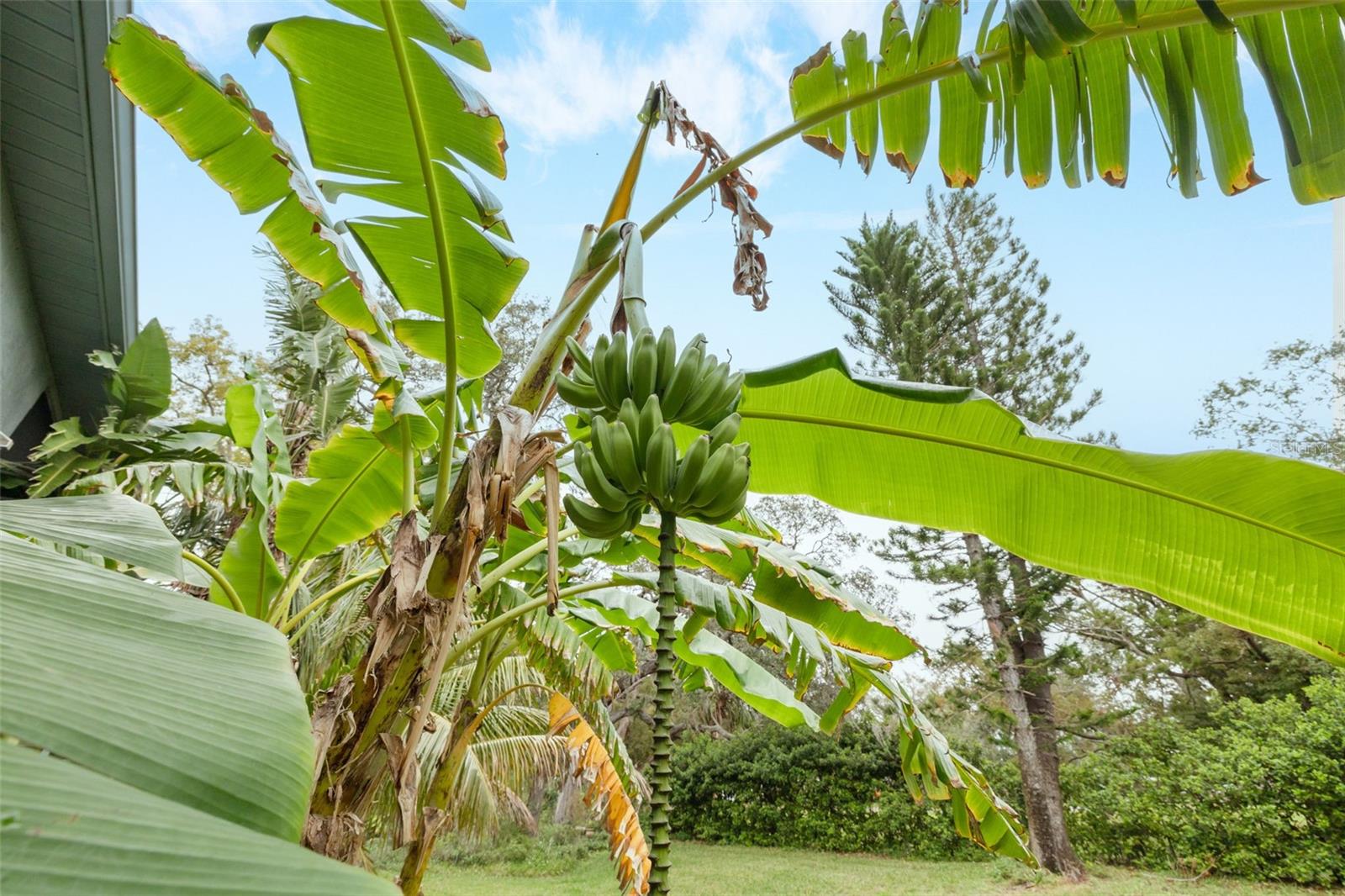 11800 PARK BLVD #505, SEMINOLE, FL, 33772