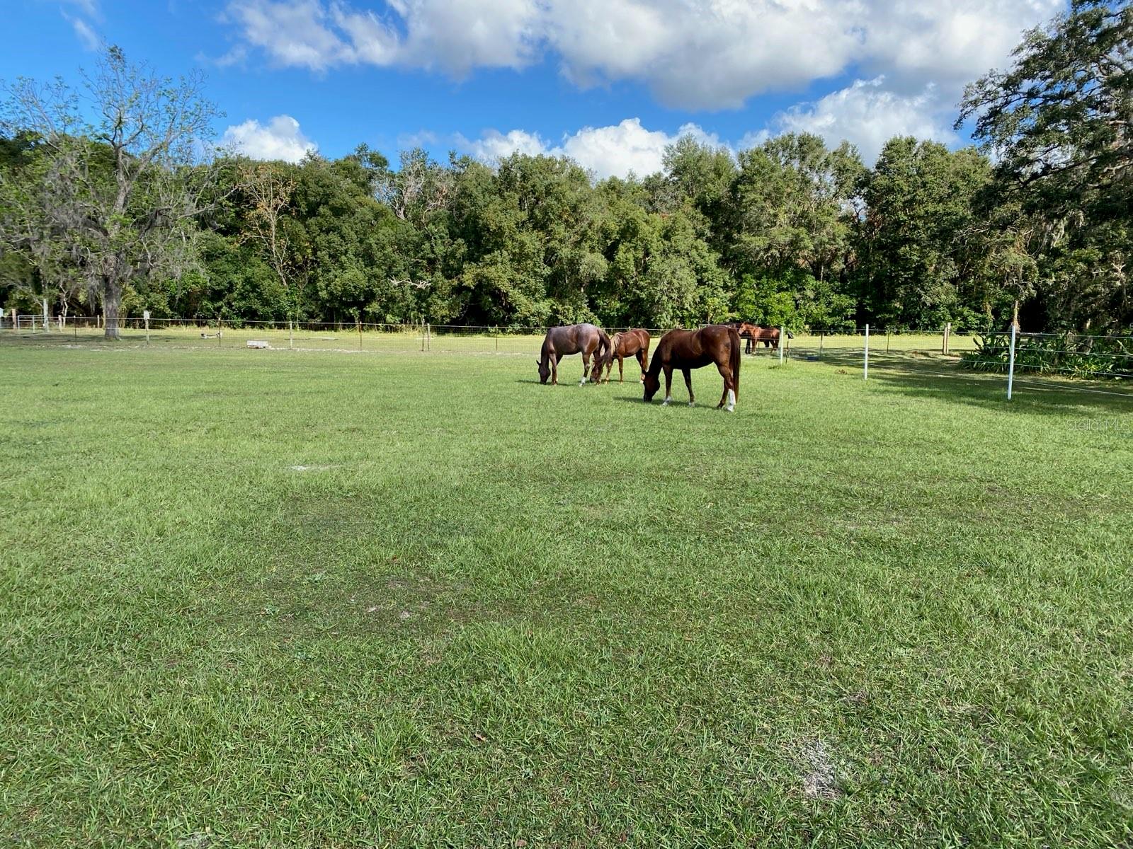 226 BENES RD, BROOKSVILLE, FL, 34604