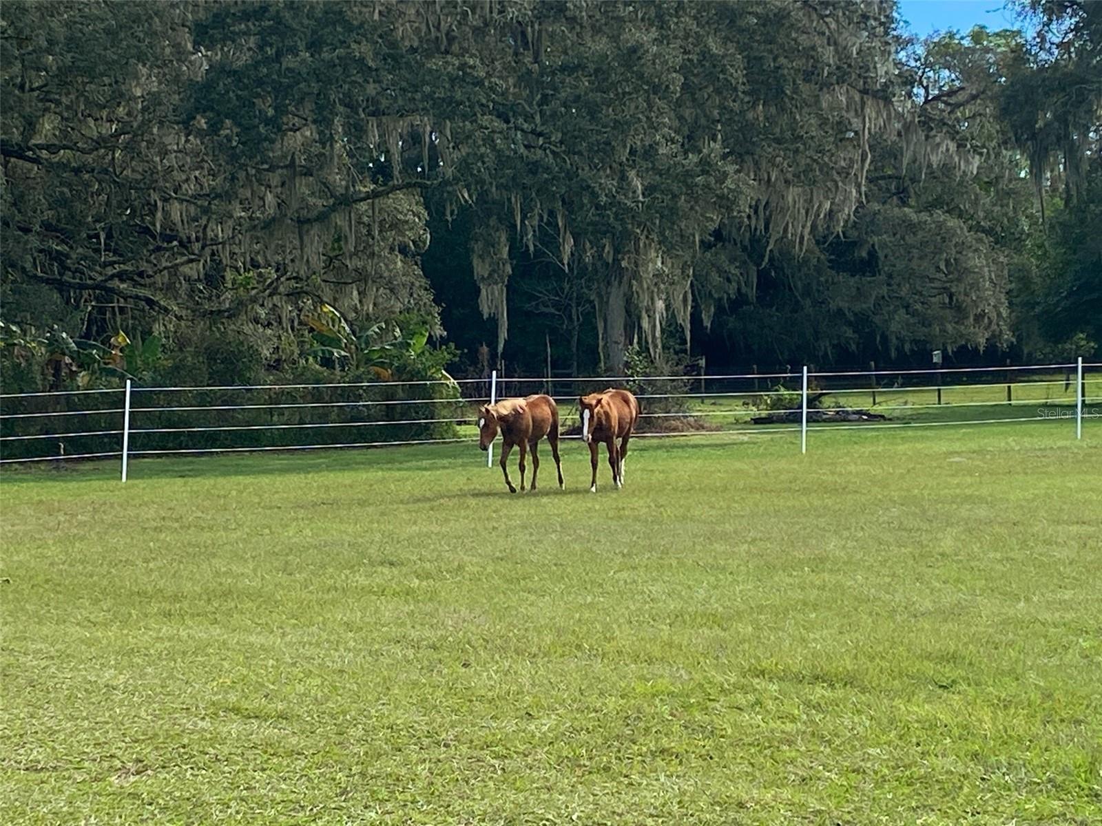 226 BENES RD, BROOKSVILLE, FL, 34604