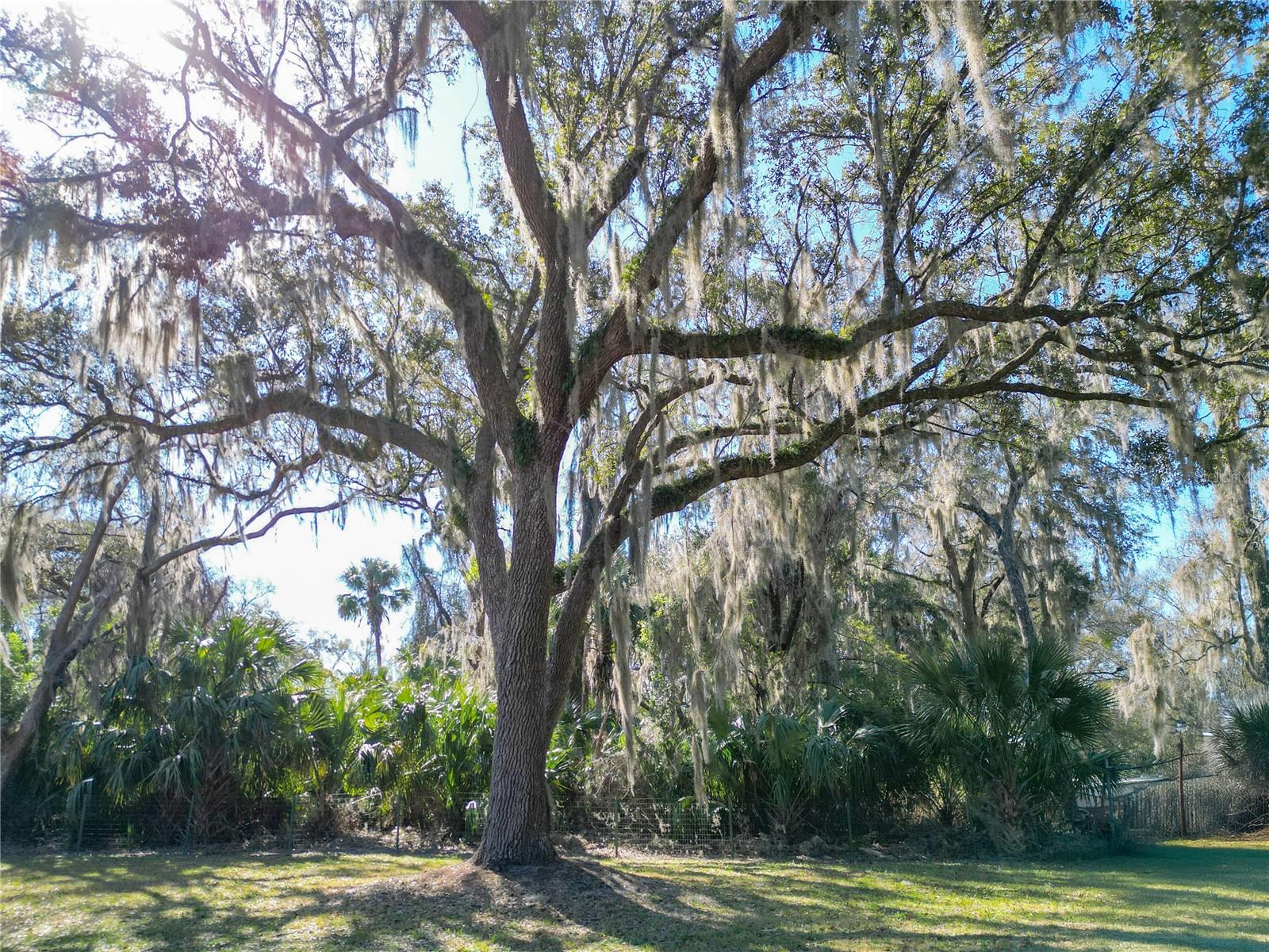 6390 N JASPER TER, CRYSTAL RIVER, FL, 34428