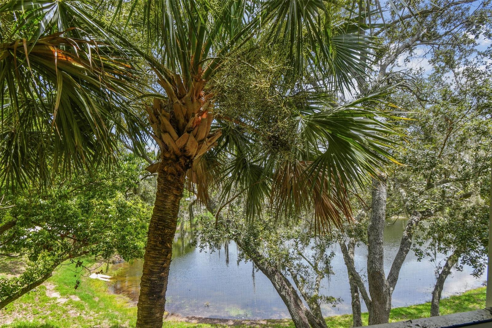 3261 HAVILAND CT #303, PALM HARBOR, FL, 34684