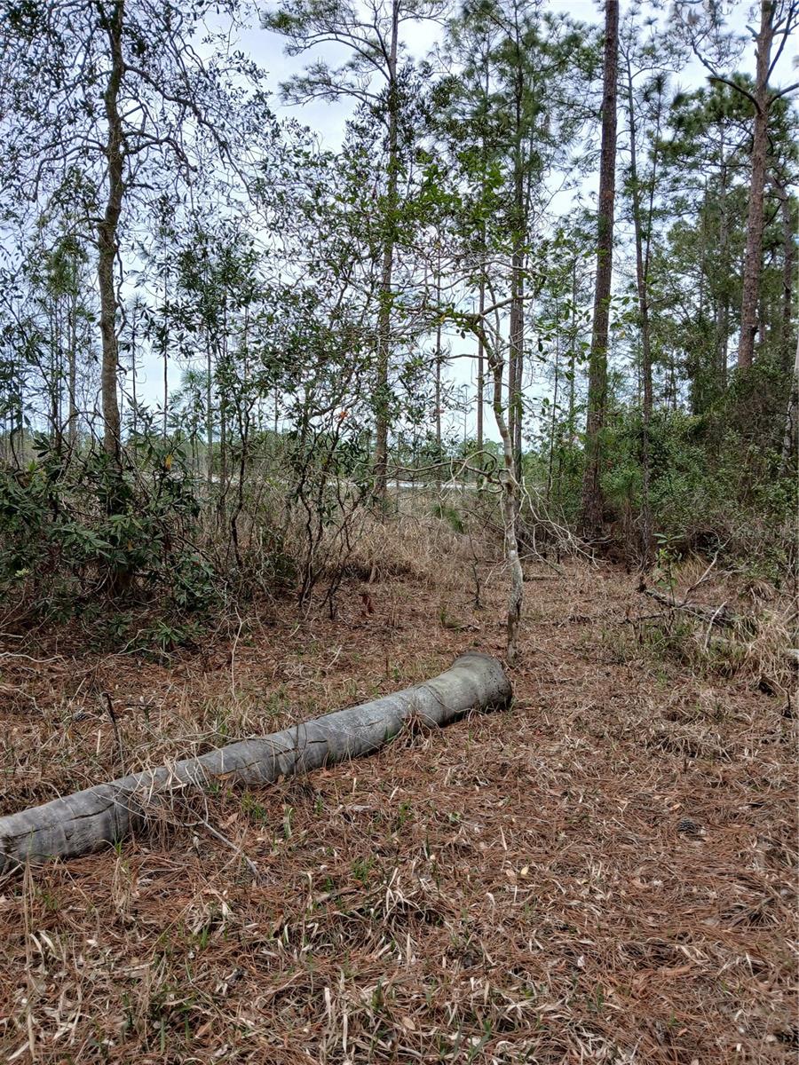 NO NAME, OSTEEN, FL, 32764