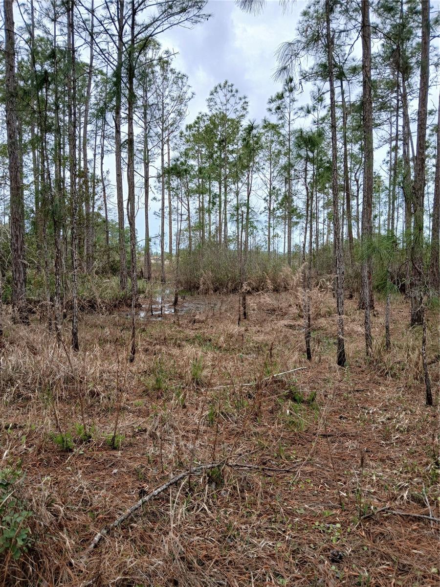 NO NAME, OSTEEN, FL, 32764