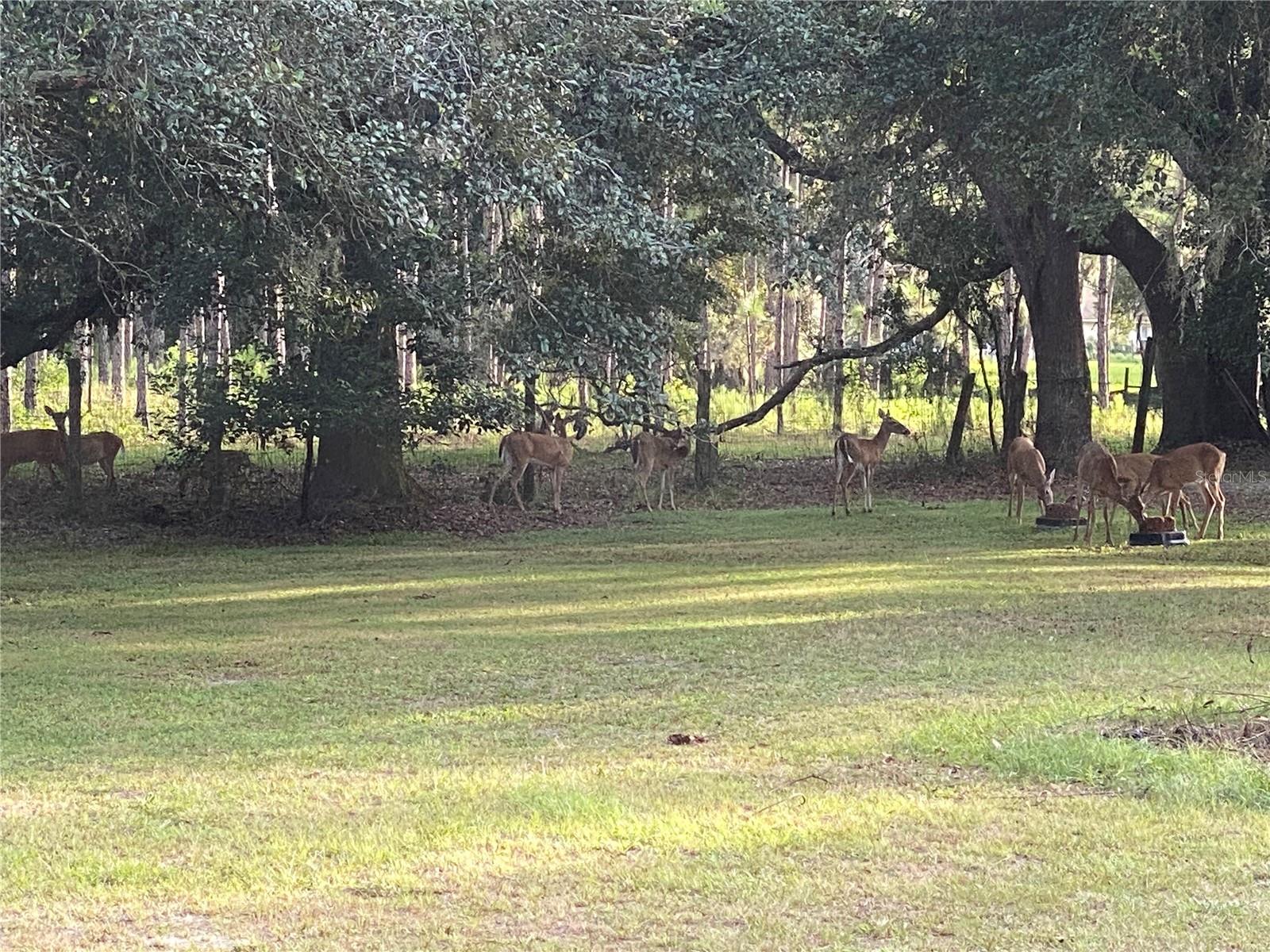 18802 CARR DR, LUTZ, FL, 33559