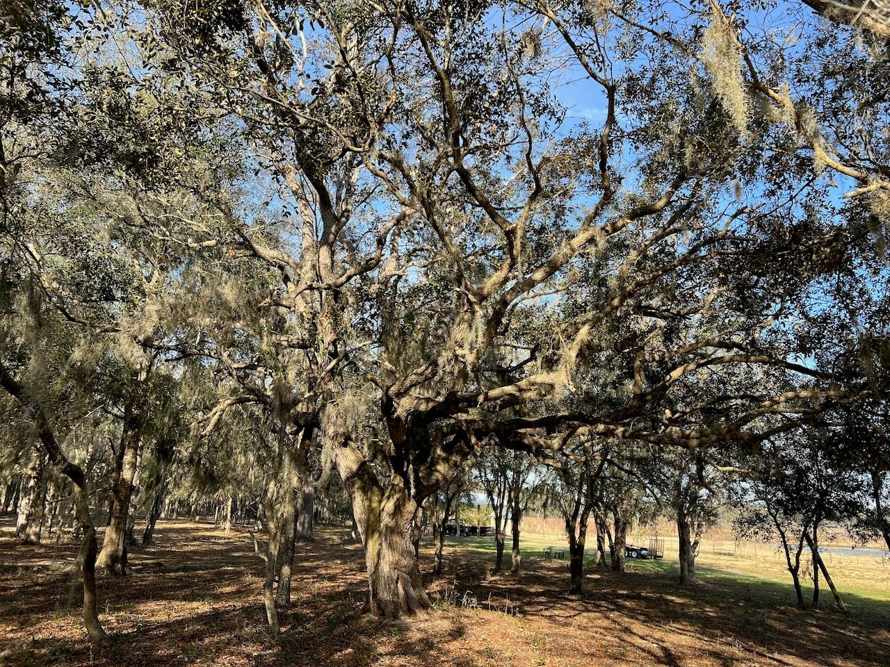 2731 SE 115TH AVE, MORRISTON, FL, 32668