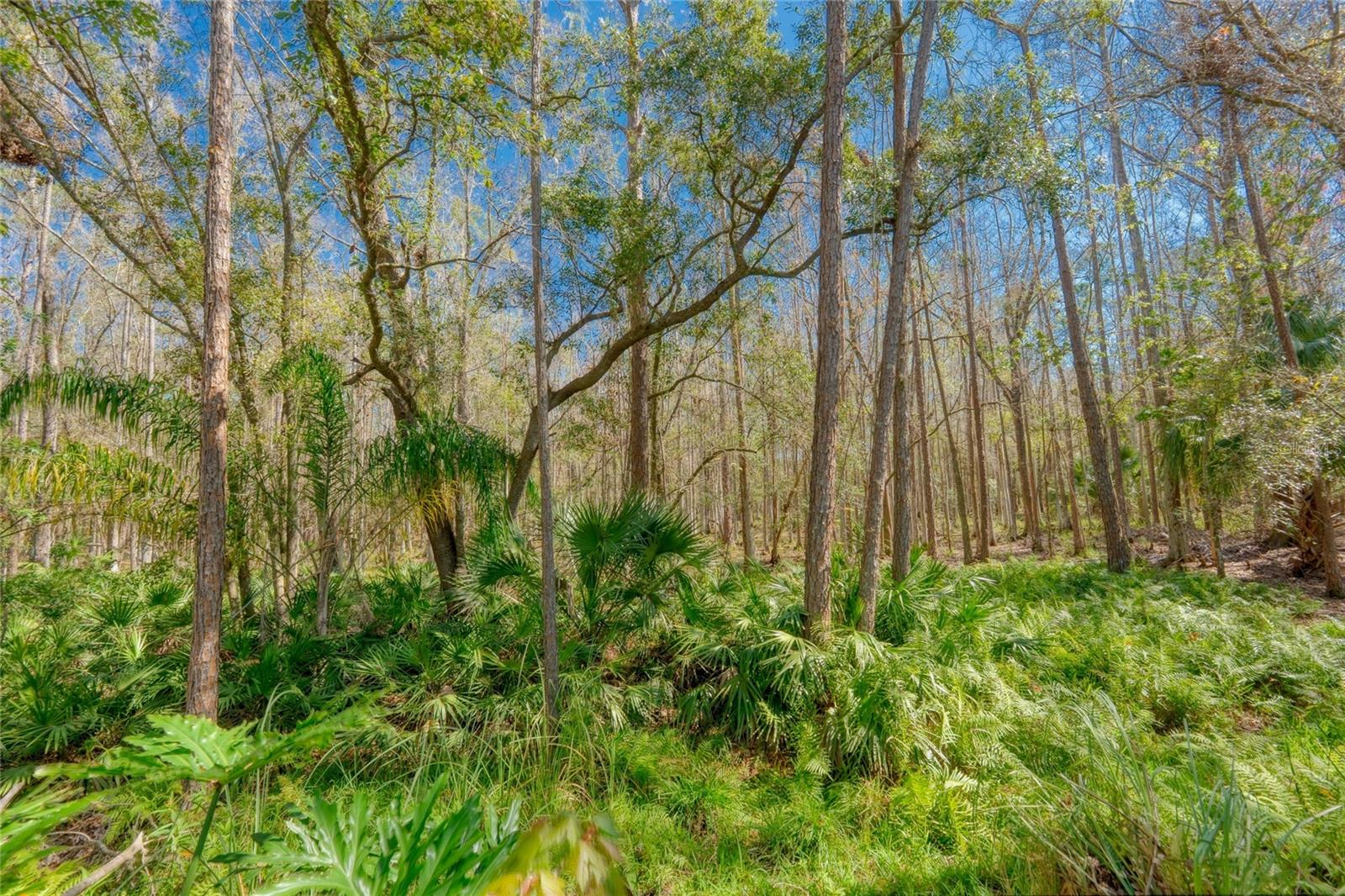 12956 ROYAL GEORGE AVE, ODESSA, FL, 33556