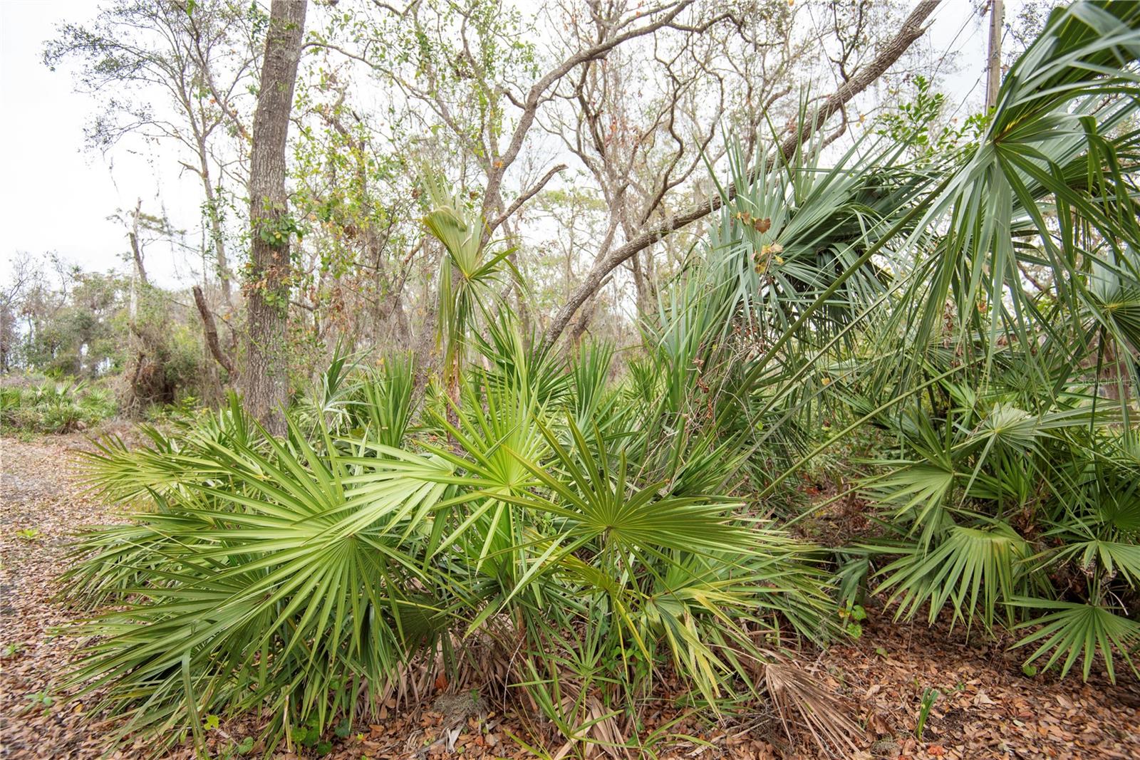 ELLIOT ST, RIVERVIEW, FL, 33578